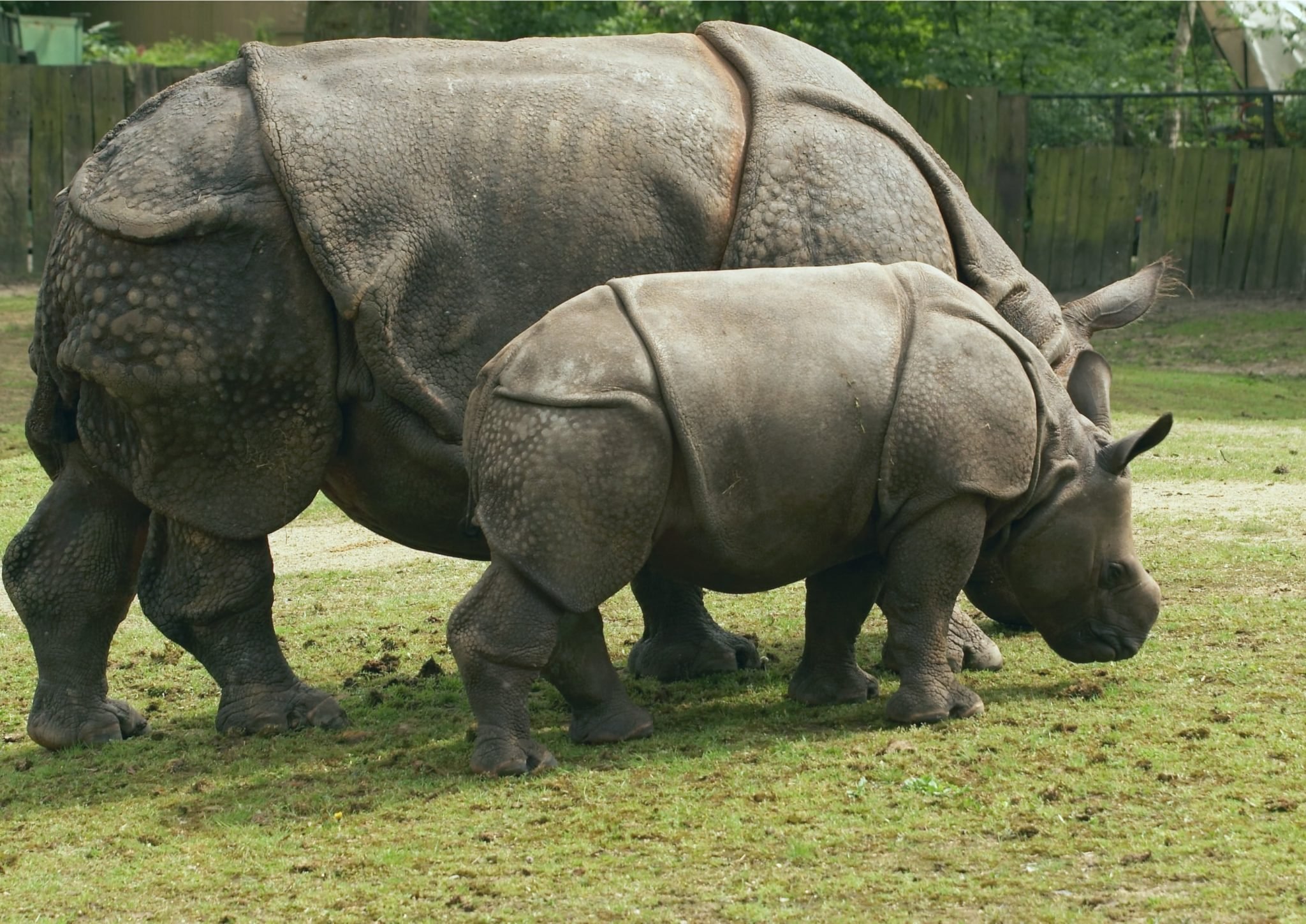 Javan. Rhinoceros sondaicus. Суматранский носорог и белый. Яванский носорог вымер. Индийский и яванский носорог.