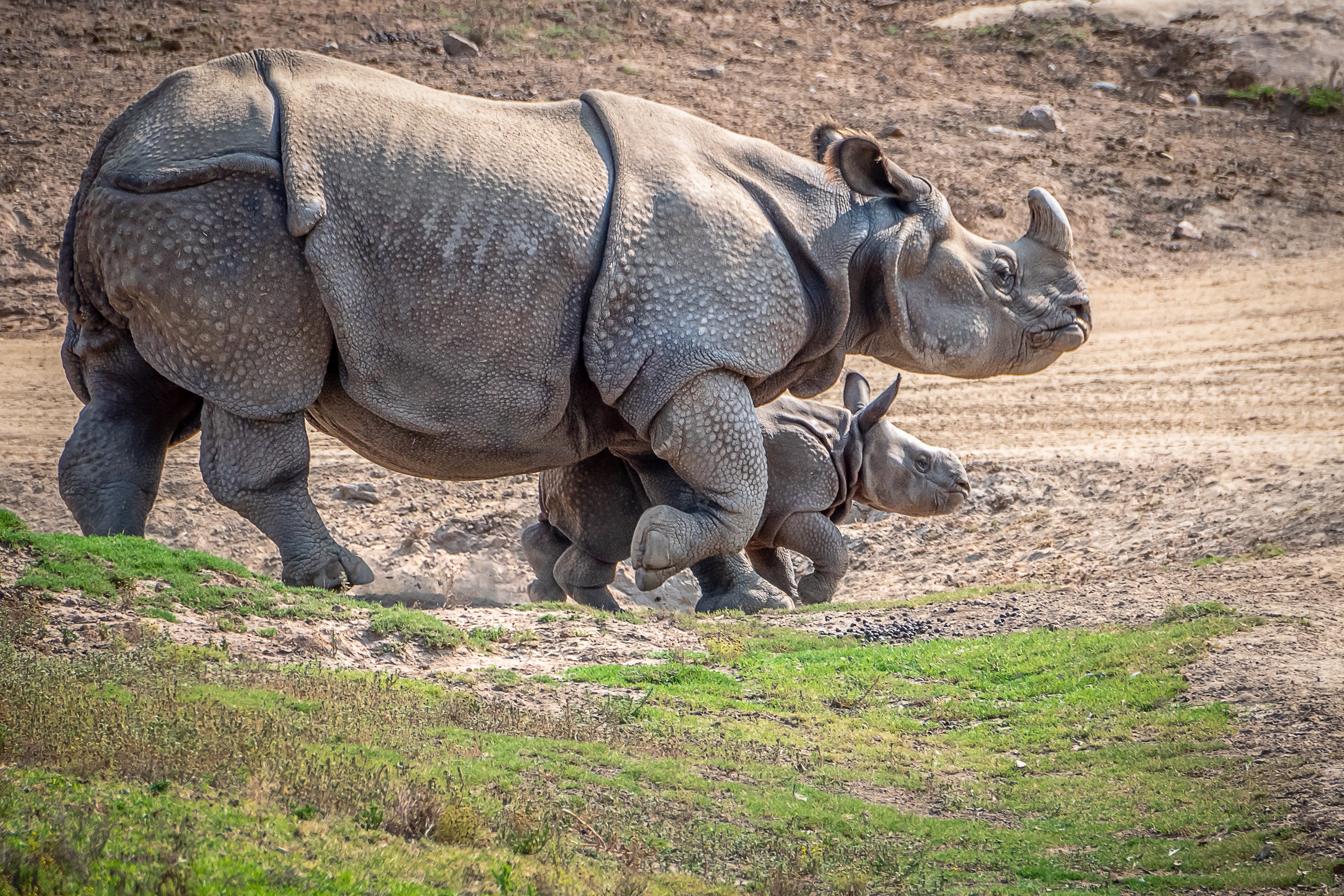 Rhino's. Однорогий индийский носорог. Белый носорог и индийский. Африканский носорог и индийский носорог. Трехрогий носорог.