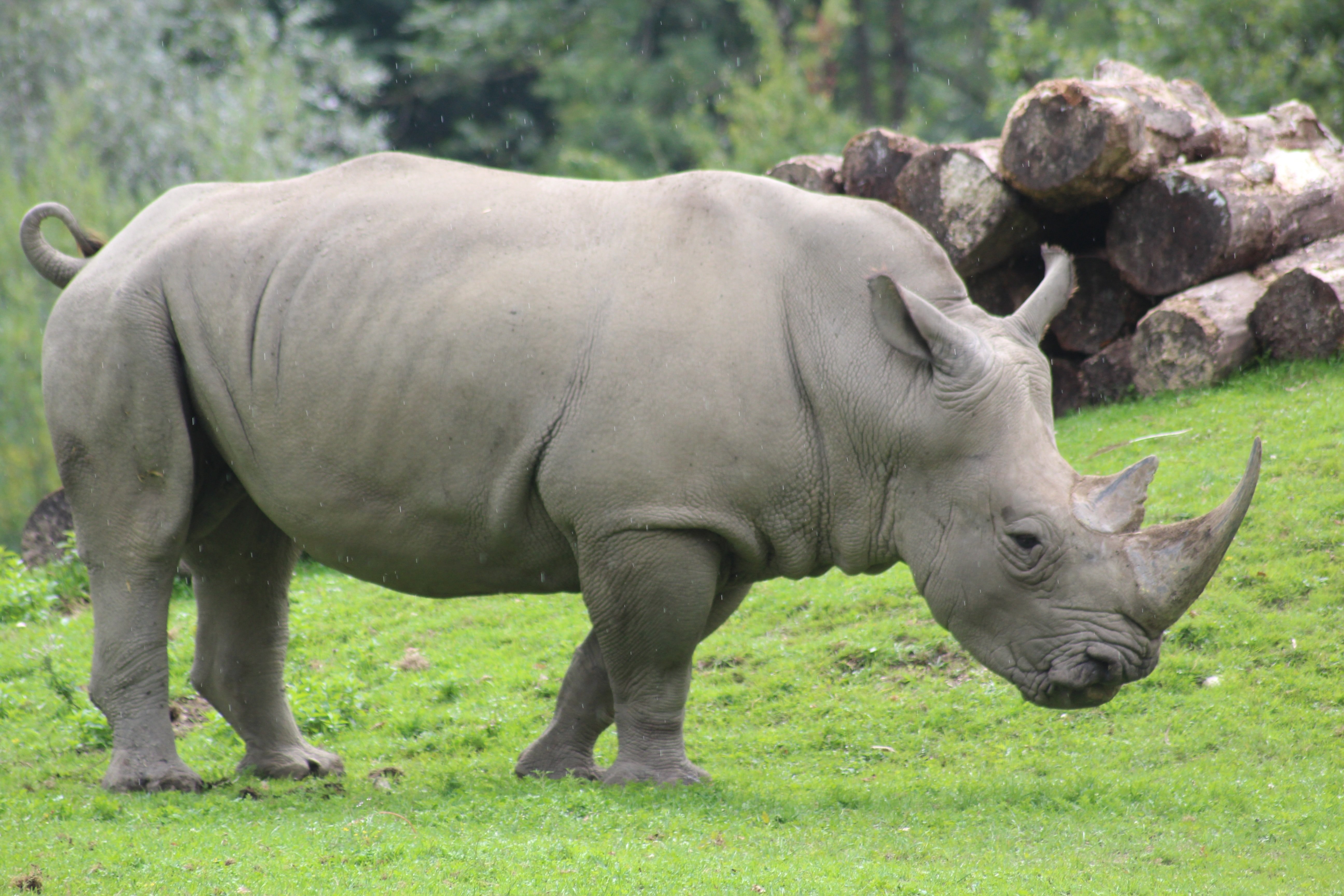 Как называют носорога. Африканский носорог. Суматранский носорог, Индонезия. Носороги в дикой природе Африки. Двурогий носорог.