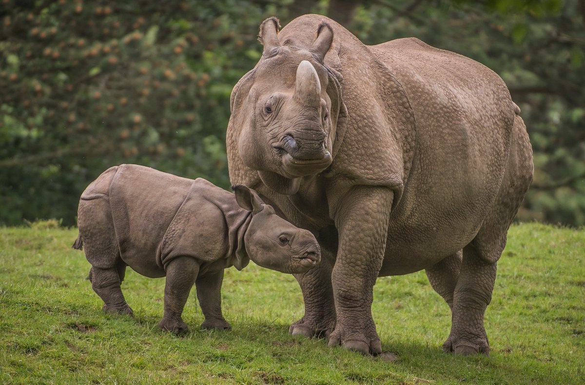 Носорог фото животного в хорошем качестве