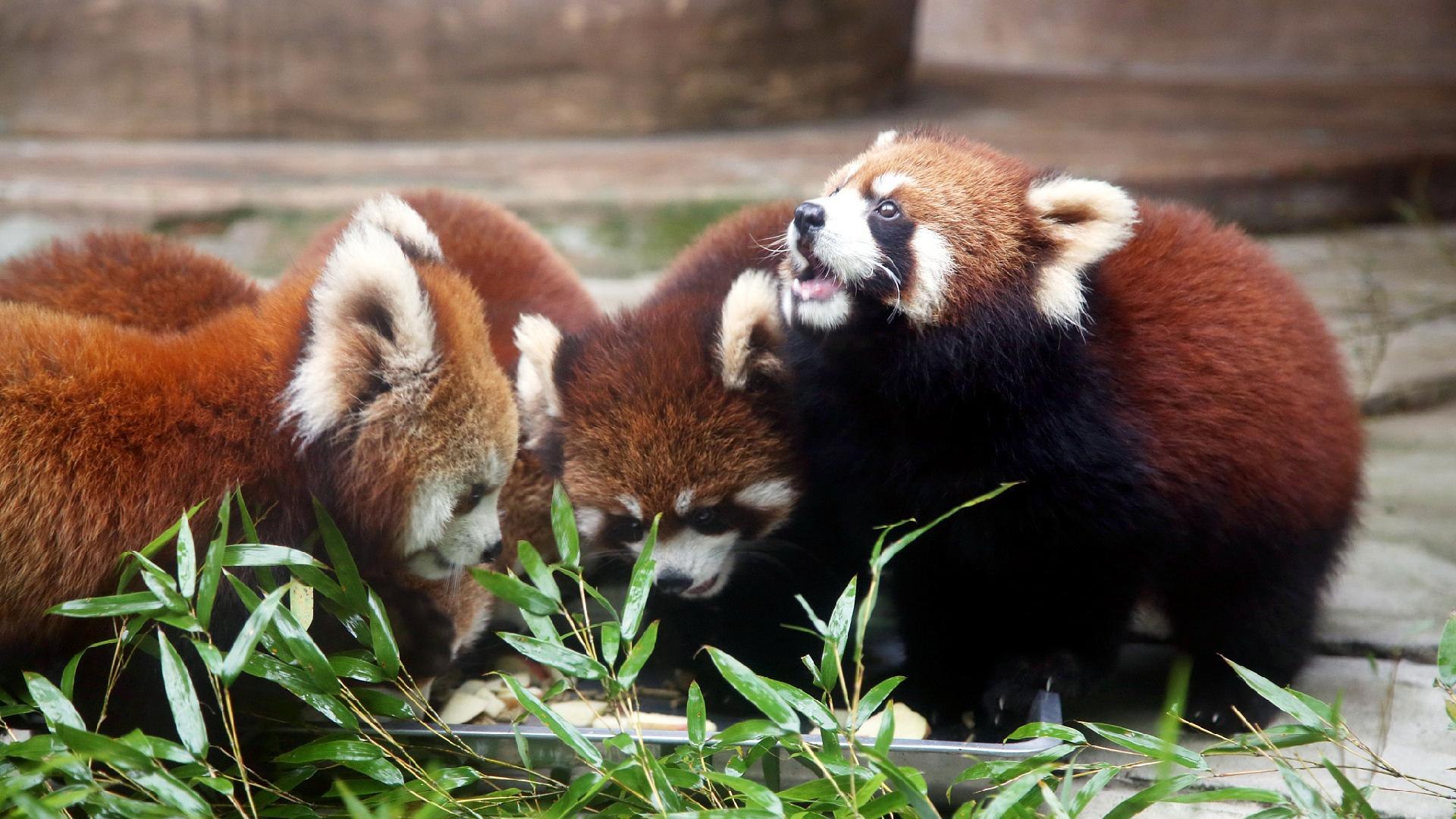 Малая панда чем питается. Красная Панда. Китайская красная Панда. Красная Панда ареал. Карликовая красная Панда.