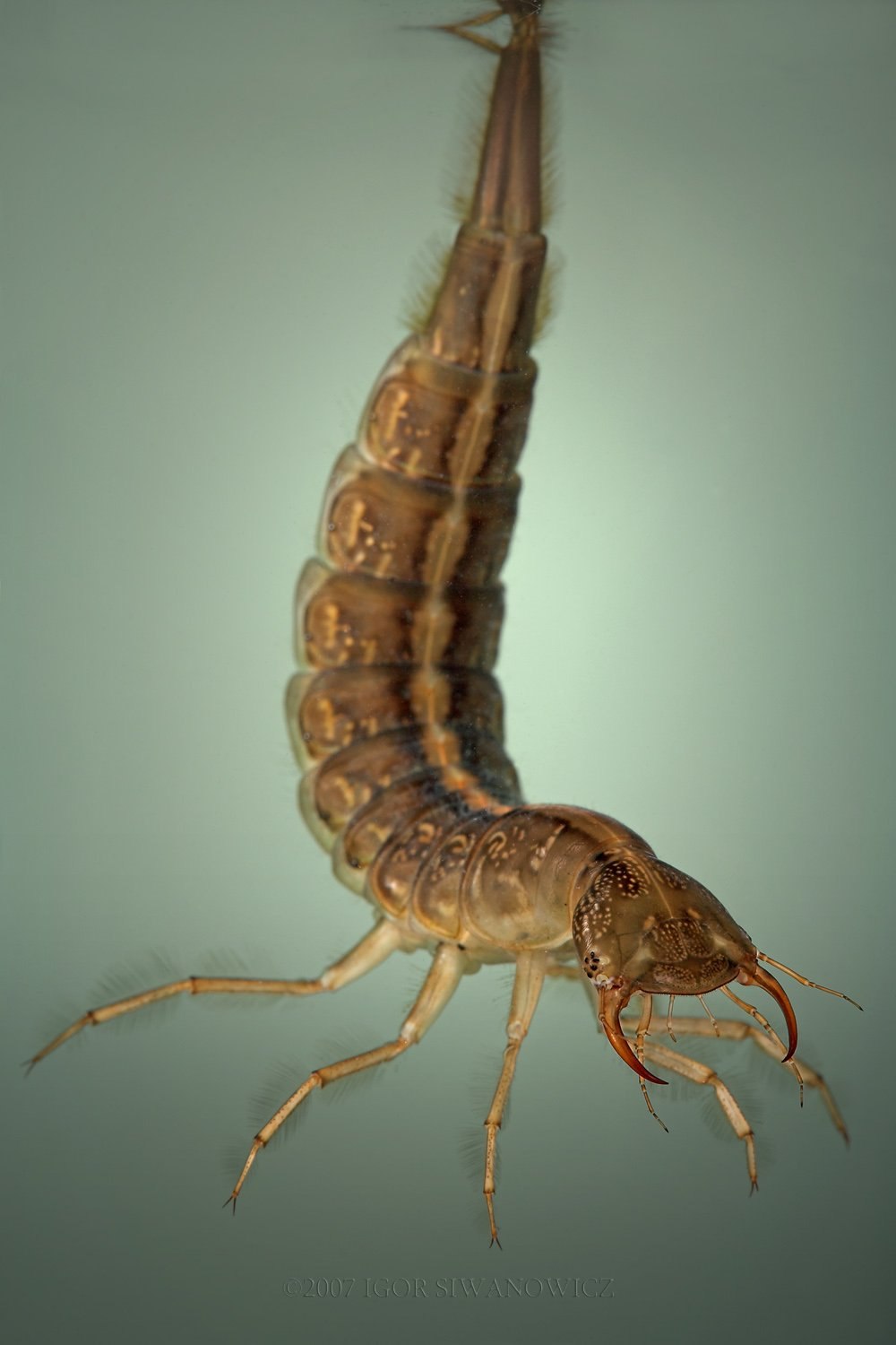 Насекомое живет в теле. Личинка жука плавунца. Личинка плавунца Dytiscus. Наяда личинка плавунца. Dytiscus личинка.