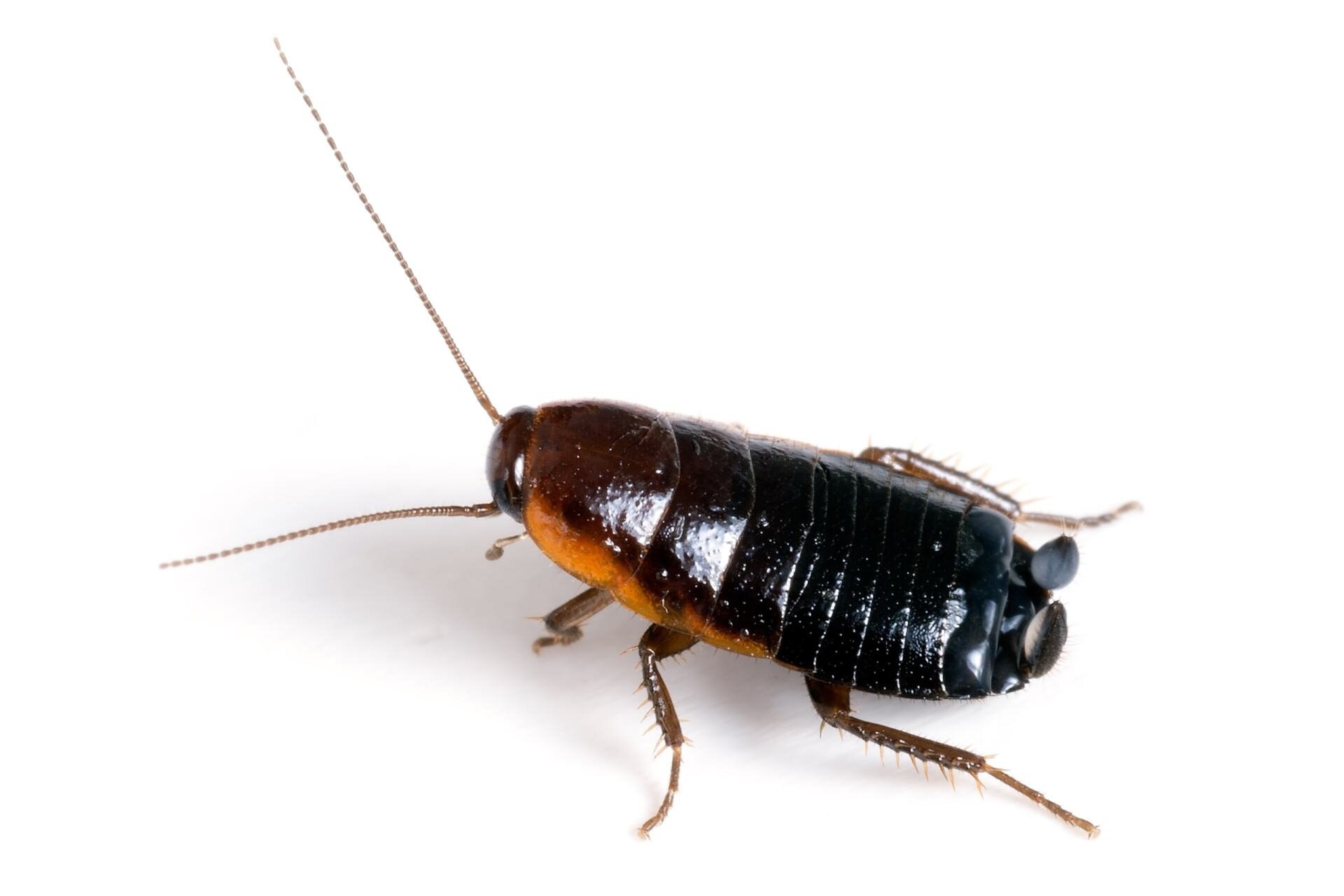 Черный похож на таракана. Blatta orientalis таракан. Черный Восточный таракан (Blatta orientalis). Жук Прусак черный. Рыжий таракан Blattella Germanica.