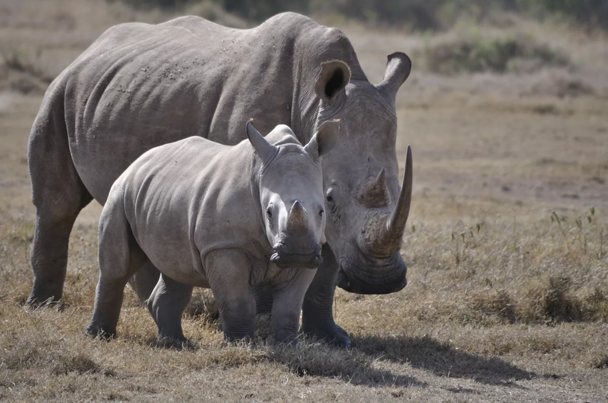 Бело черный носорог. Непарнокопытные Носороговые. Непарнокопытные носорог. Африканский белый носорог. Непарнокопытные носороги яванский.