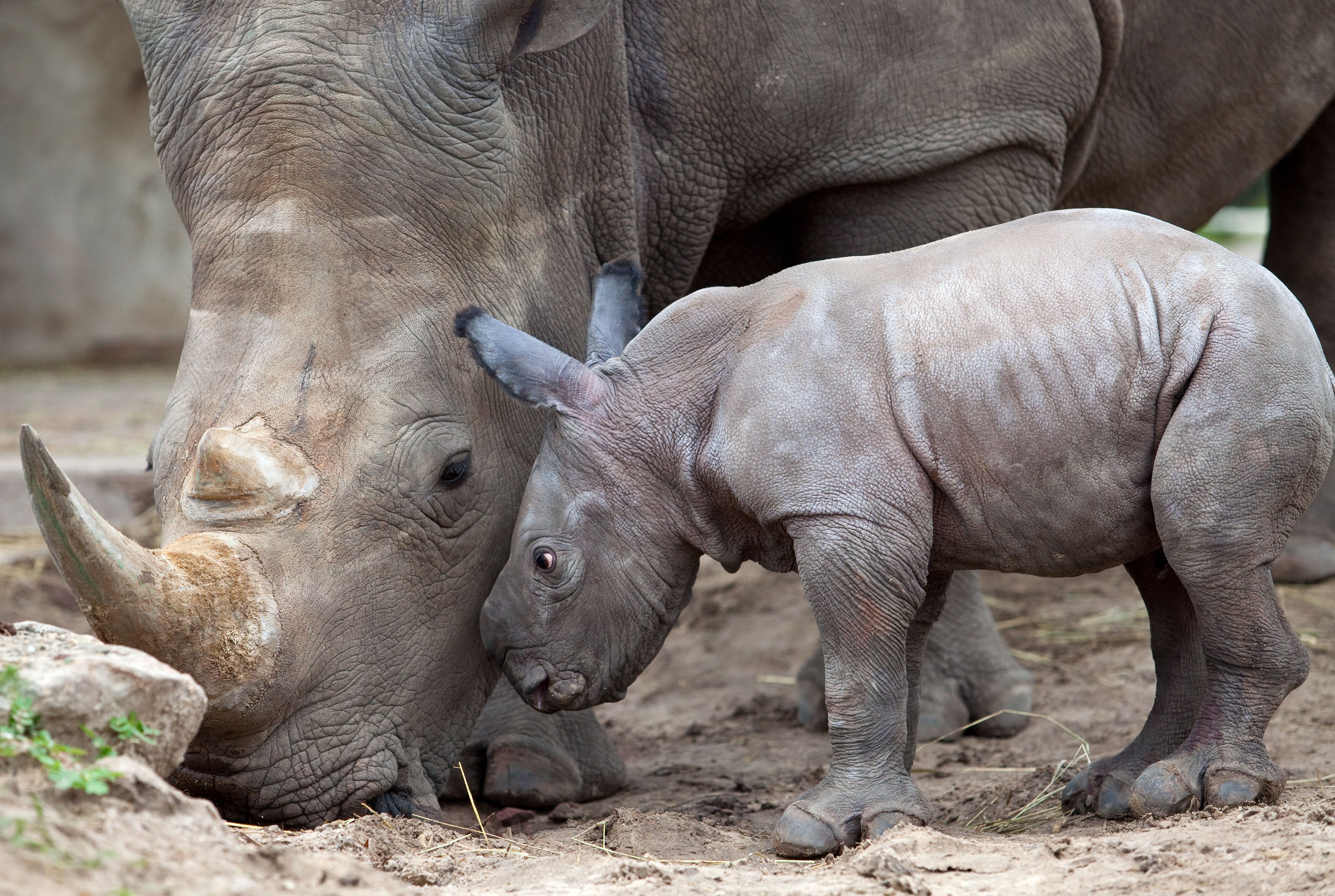 Носорог это какое животное. Белый носорог. Южный белый носорог. Яванский носорог. Белый яванский носорог.