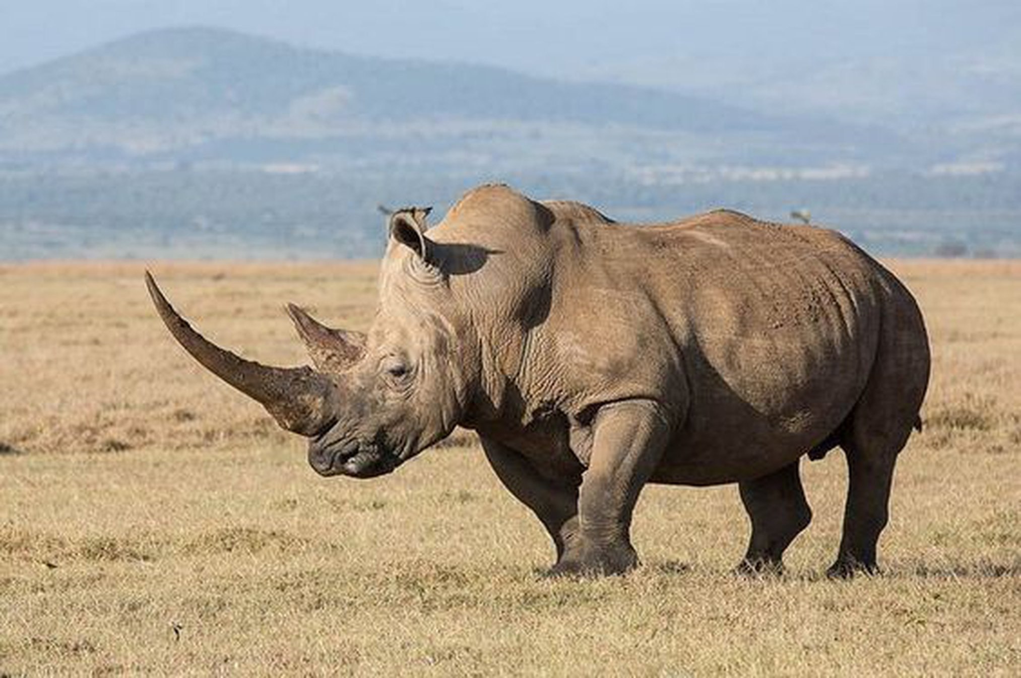 Самое крупное животное африки. Африканский белый носорог. Белый носорог (Ceratotherium simum). Африканский двурогий носорог. Белые носороги в ЮАР.