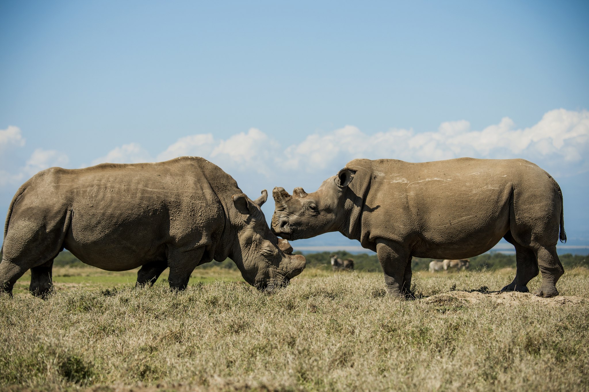 Северные носороги сколько осталось. Белый носорог. Судан (носорог). Северный носорог белый носорог. Белый Северный Африканский носорог.