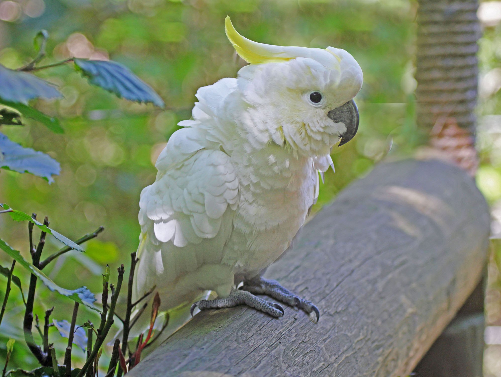 Большой какаду. Попугай Какаду. Белый желтохохлый Какаду. Белый попугай Какаду.