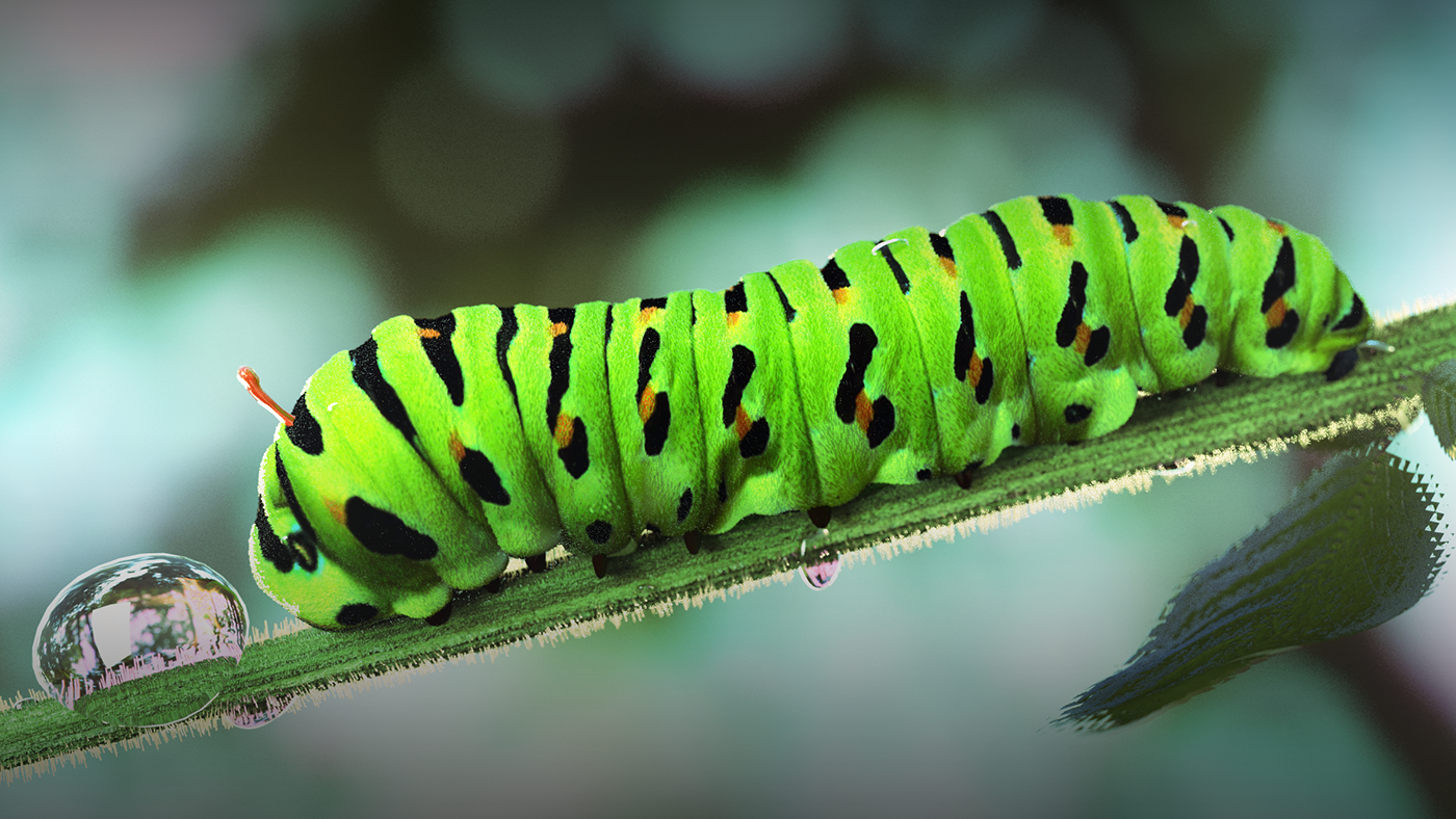 Гусеницы видео для детей. Swallowtail гусеница. Swallowtail Caterpillar гусеница. Swallowtail Caterpillar бабочка. Зеленая гусеница капустница.