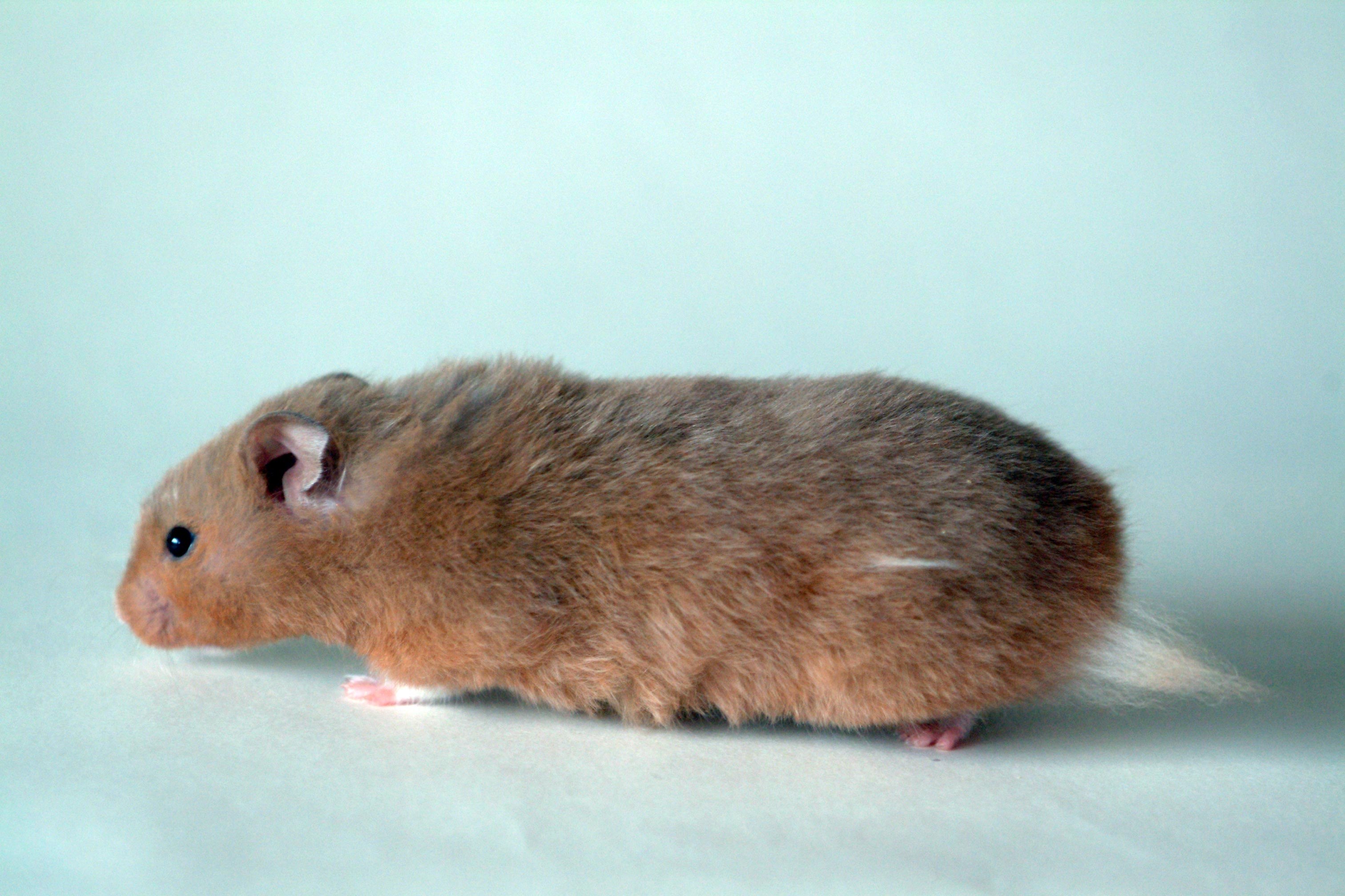Мышь хомячков. Крысы Дамбо Манкс. Сирийский хомяк агути. Бесхвостая крыса Манкс. Сирийский хомяк длинношерстный.