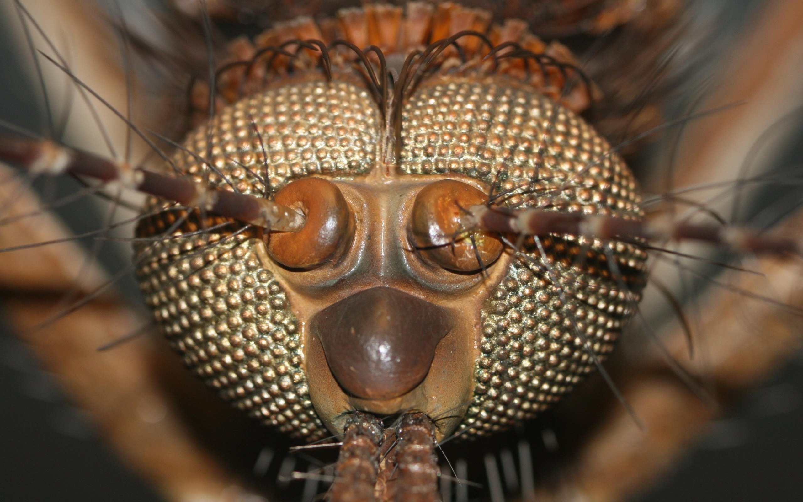 Глаза насекомых имеют. Фасеточные глаза у Жуков. Фасеточные глаза мухи. Фасеточные глаза у паукообразных. Фасеточное зрение у насекомых.