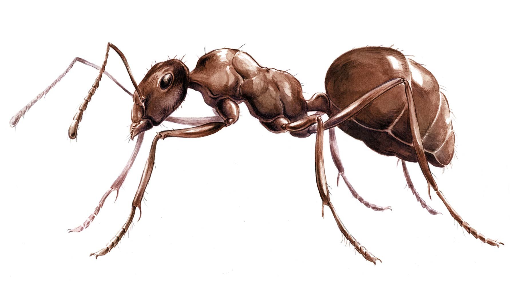 У муравьев столько же сестер сколько. Муравей. Части тела муравья. Тело муравья. Строение муравья.