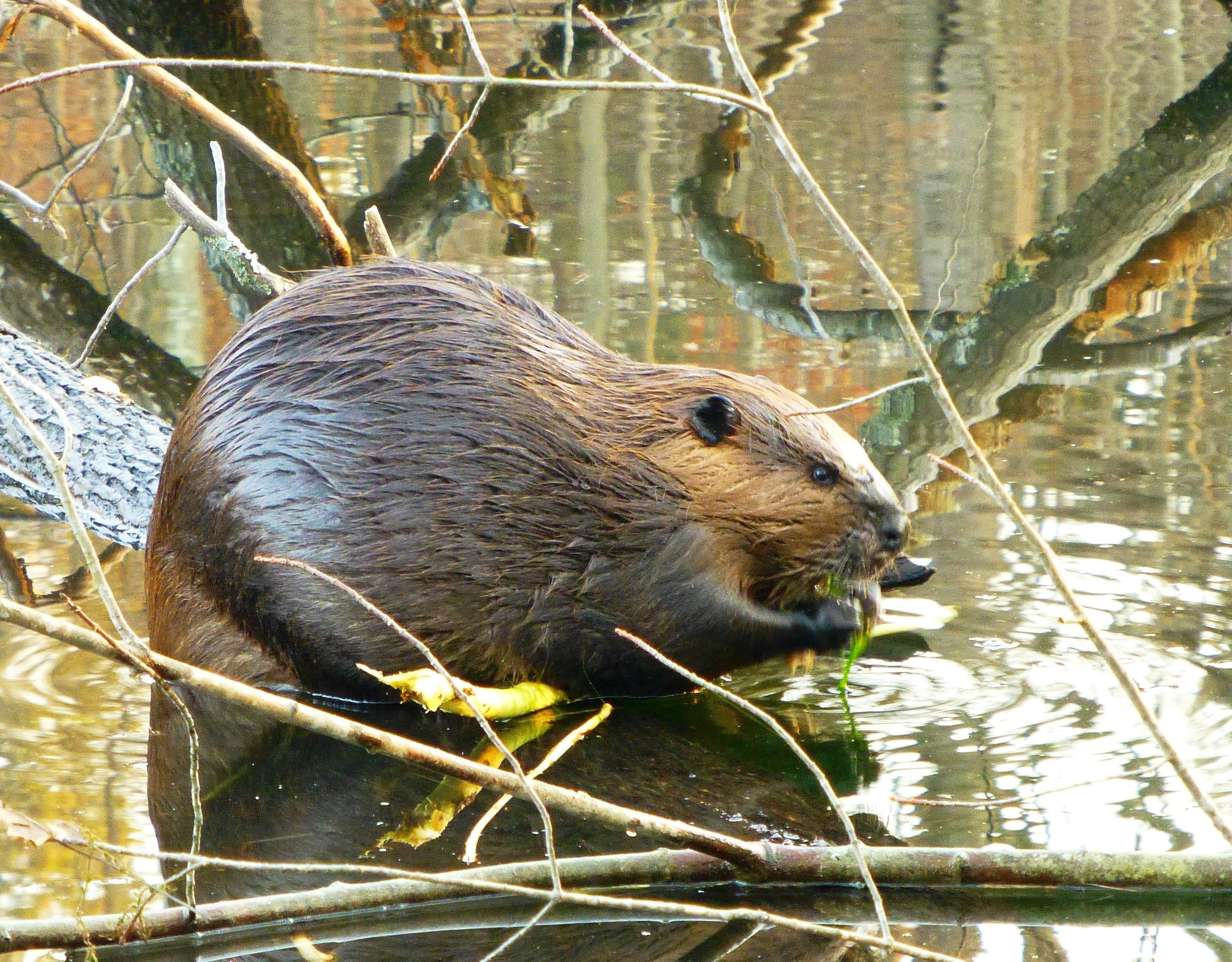 Бобр в природе. Западносибирский Речной Бобр. Канадский Бобр (Castor canadensis). Западносибирский Речной Бобр (Castor Fiber Pohlei Serebrennikov, 1929). Речной Бобр хатки.