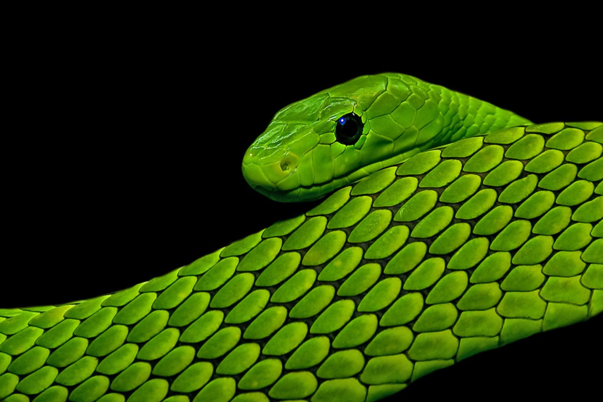 Змей на заставку телефона. Зеленая мамба. Green Mamba змея. Зеленый Тайпан. Грин Снейк.