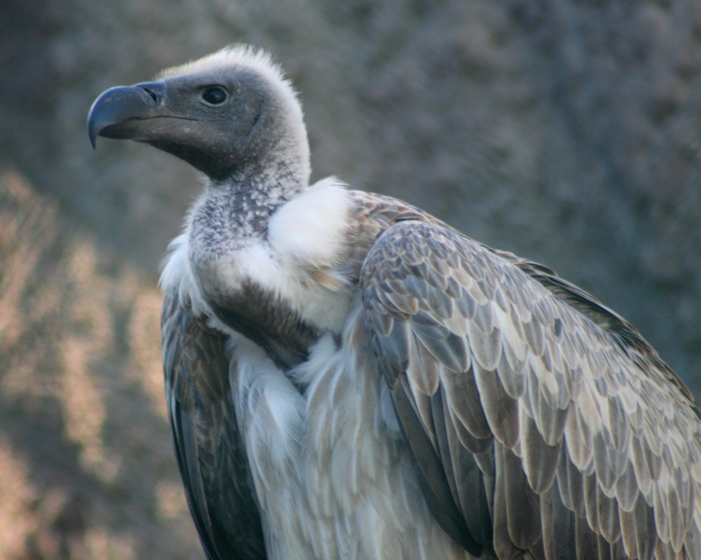 Гриф фото. Gyps africanus. White backed Vulture. African Vulture. Гриф птица.