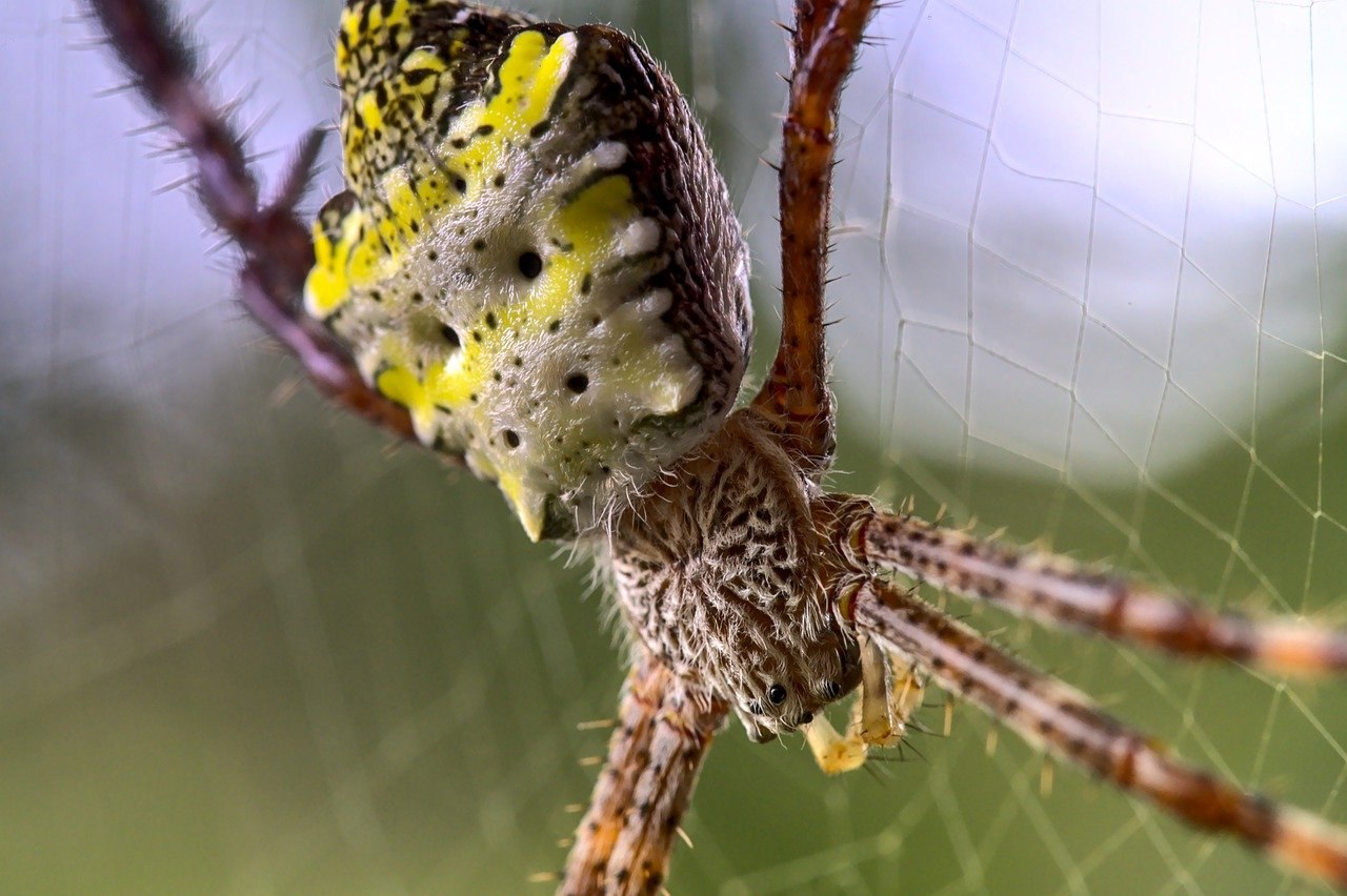 Черная Толстоголовка паук. Бабочка паук. Гибрид паука и бабочки. Смесь бабочки и паука. Выставка пауков и бабочек