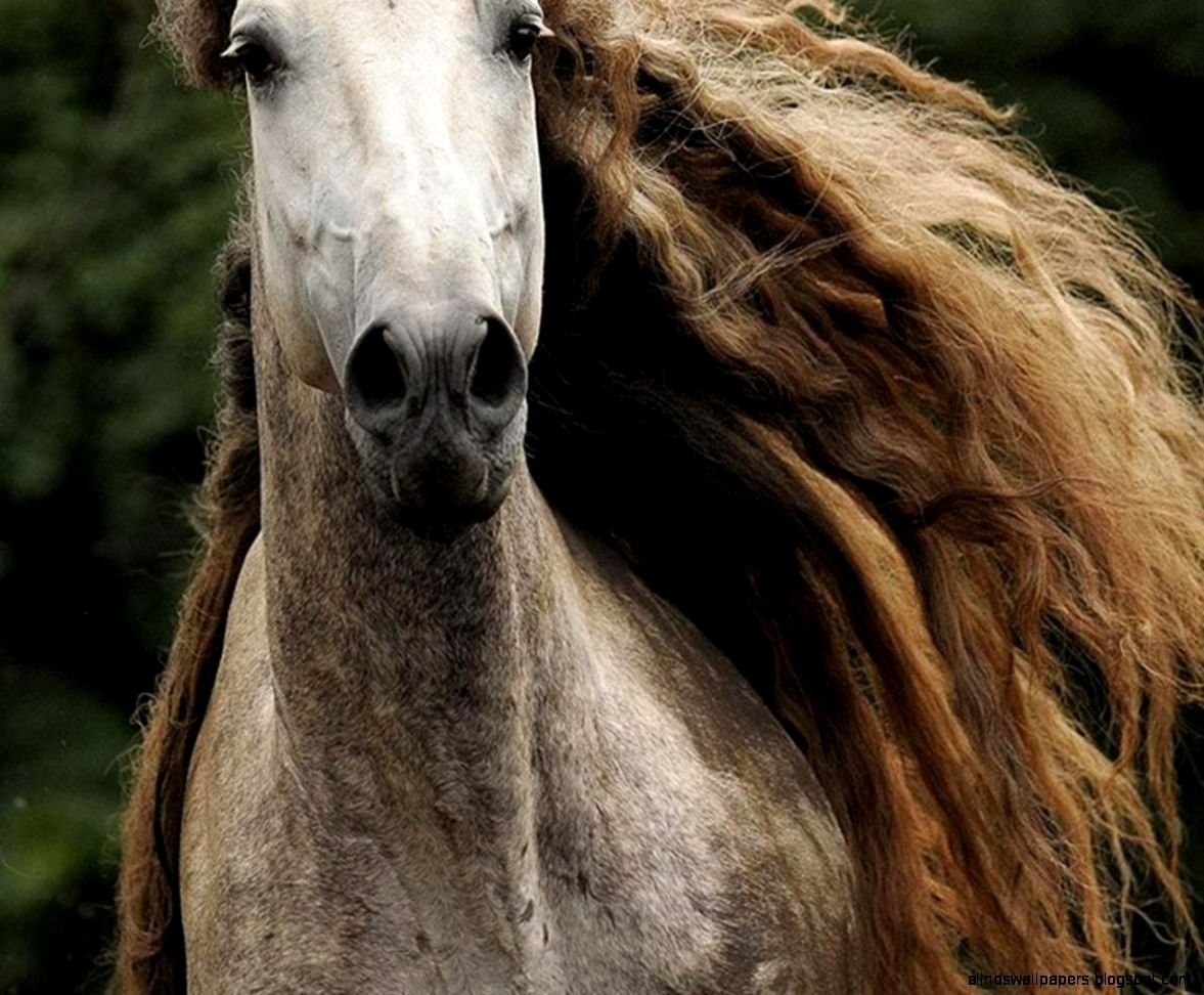Horse hair. Фризская лошадь грива. Линус длинногривая лошадь. Лошадь с длинной гривой. Лошадь с кудрявой гривой.