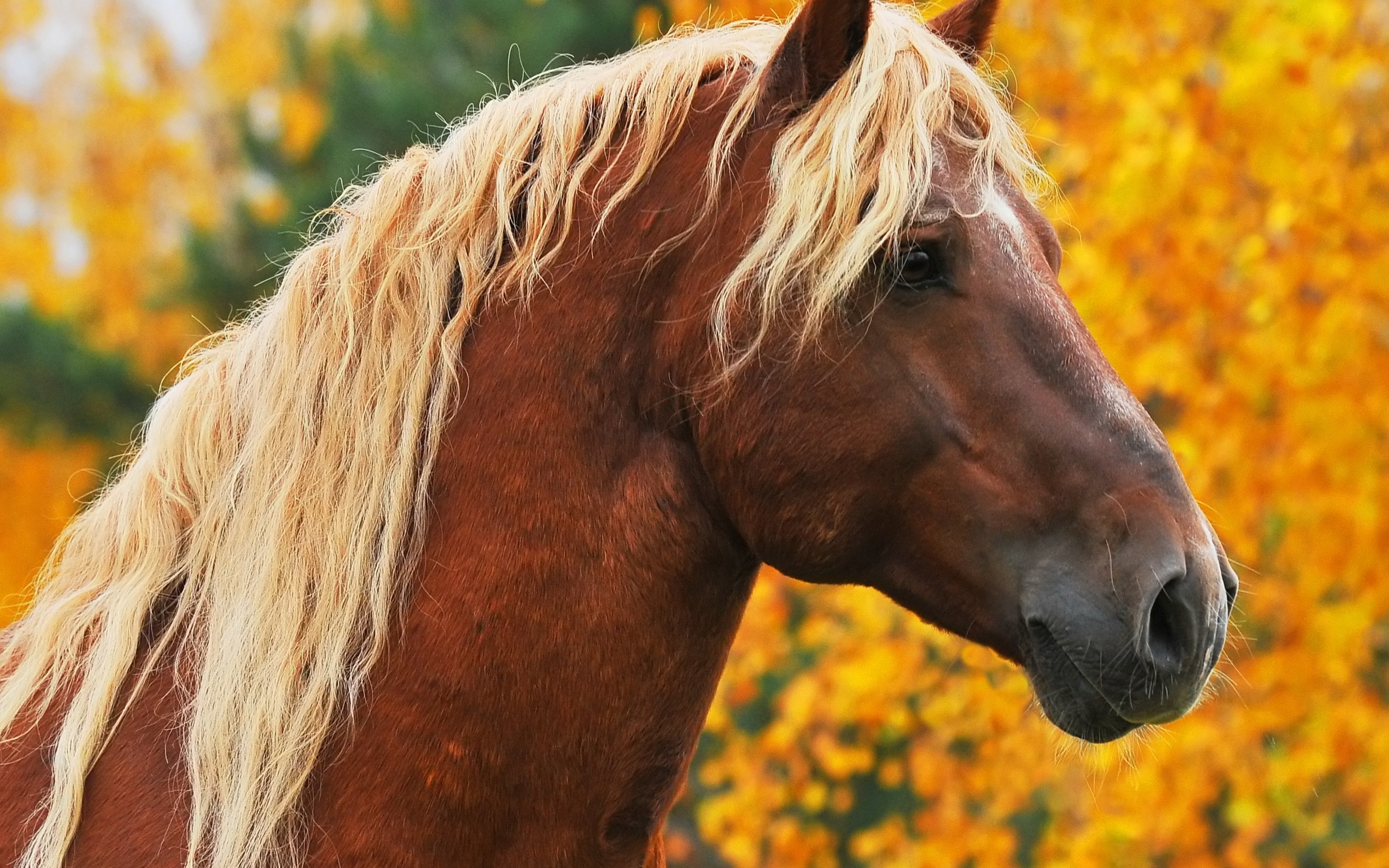 Рыже черная лошадь. Масть лошади рыжая с белой гривой. Морда лошади. Рыжая лошадь. Коричневая лошадь.