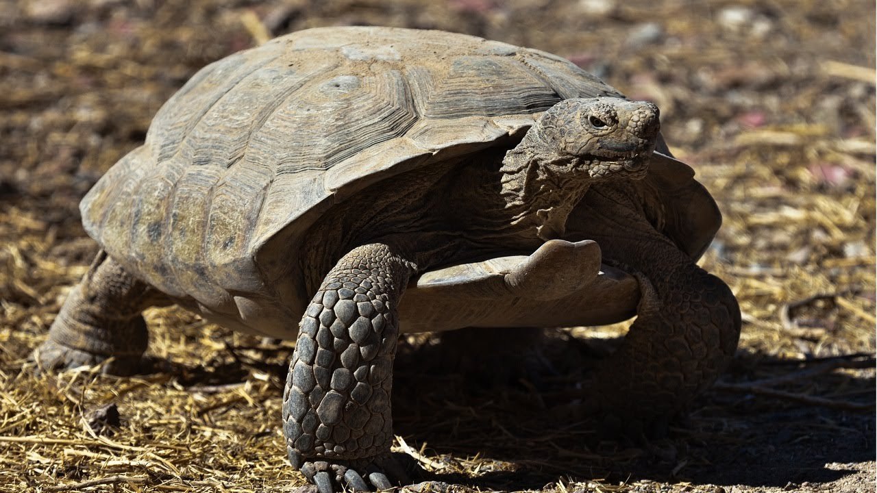 Сколько жив черепашки. Пустынную черепахи Гофер. Пустынный Западный Гофер. Пустынная черепаха Gopherus agassizii. Техасский Гофер.