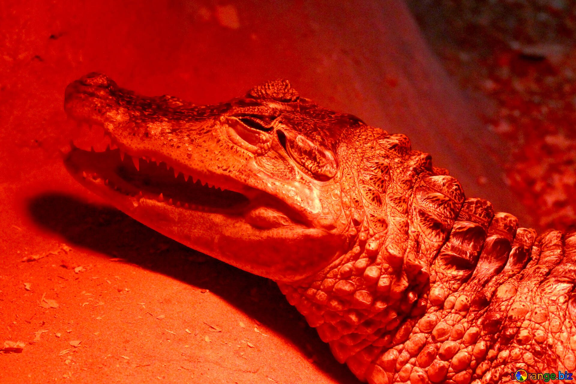 Красный крокодил