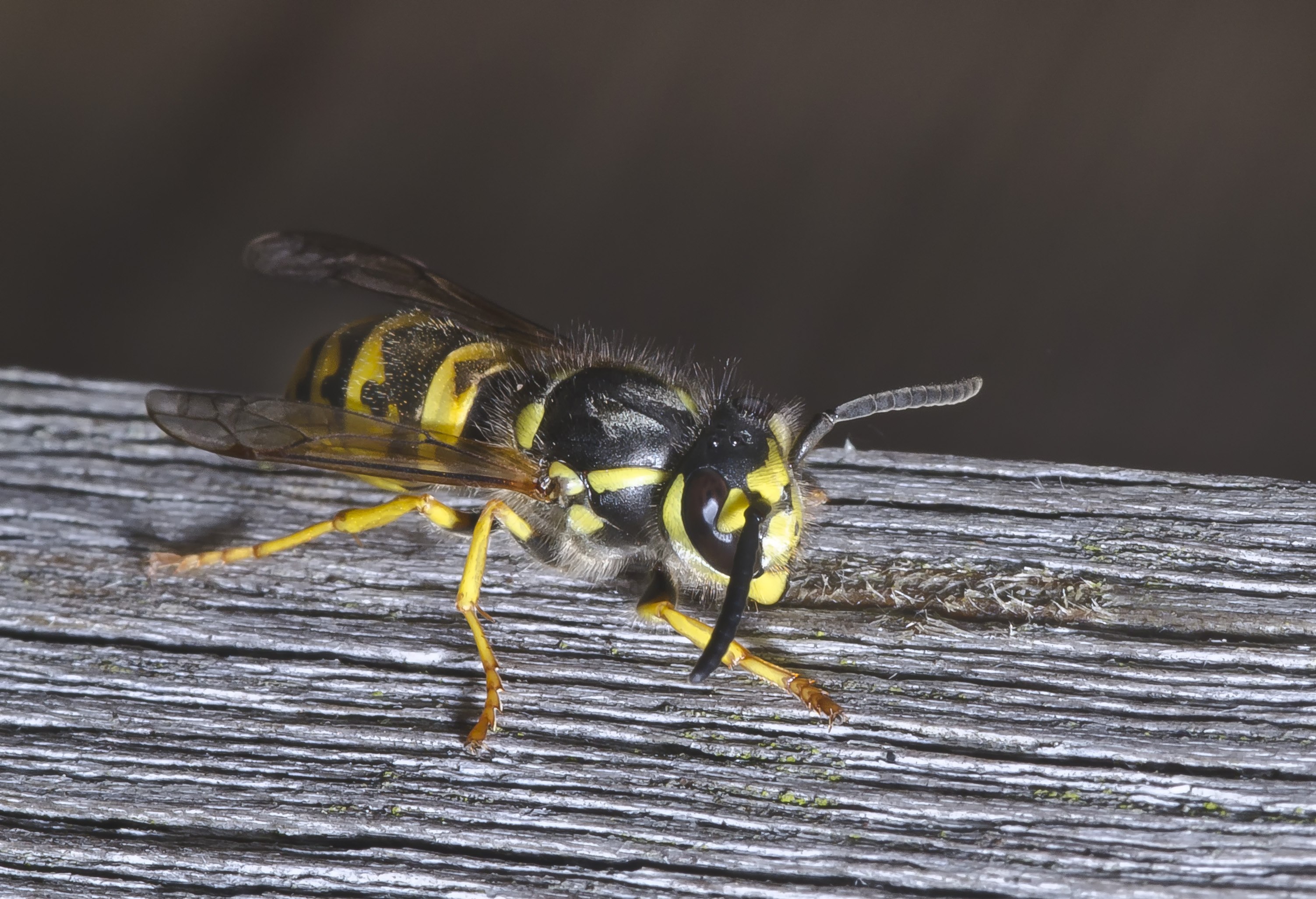 Vespula Germanica