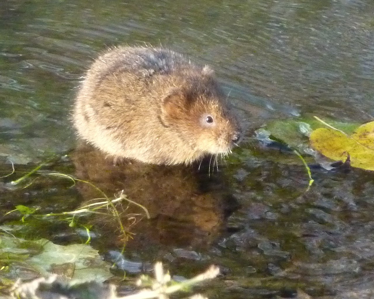 Водная крыса фото