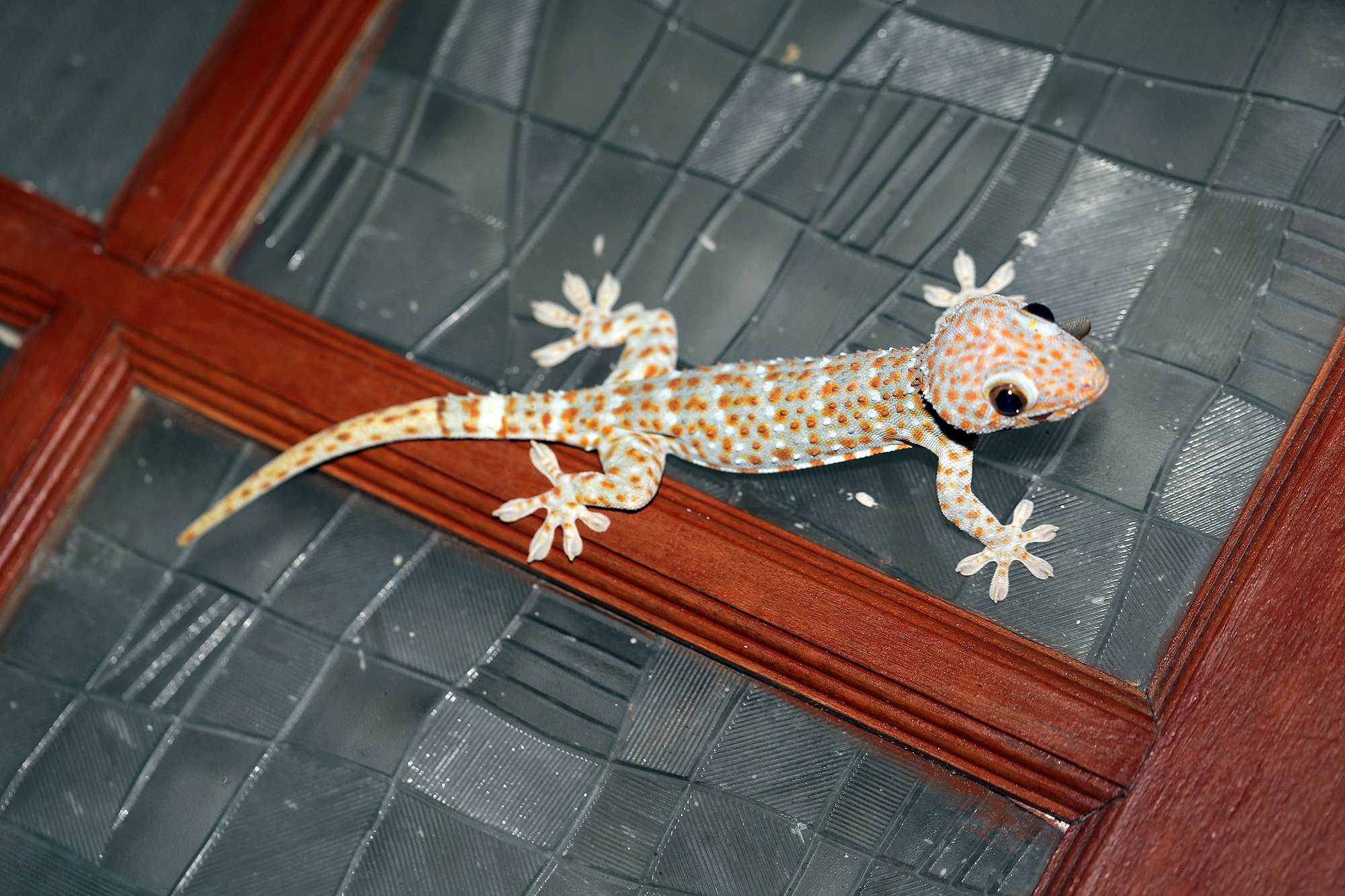 Включи геккона. Якусимский геккон. Токийский геккон. Токи (Gekko Gecko). Ящерица геккон токи.