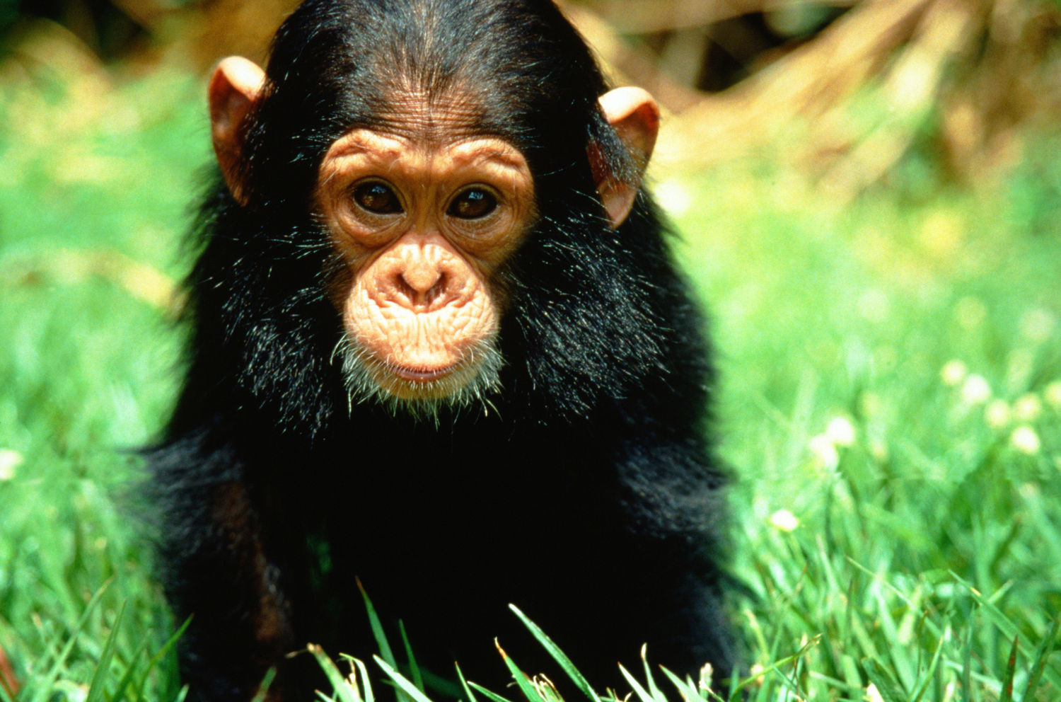 Ушастая обезьяна. Обезьяна. Фото обезьяны. Шимпанзе. Шимпанзе фото.