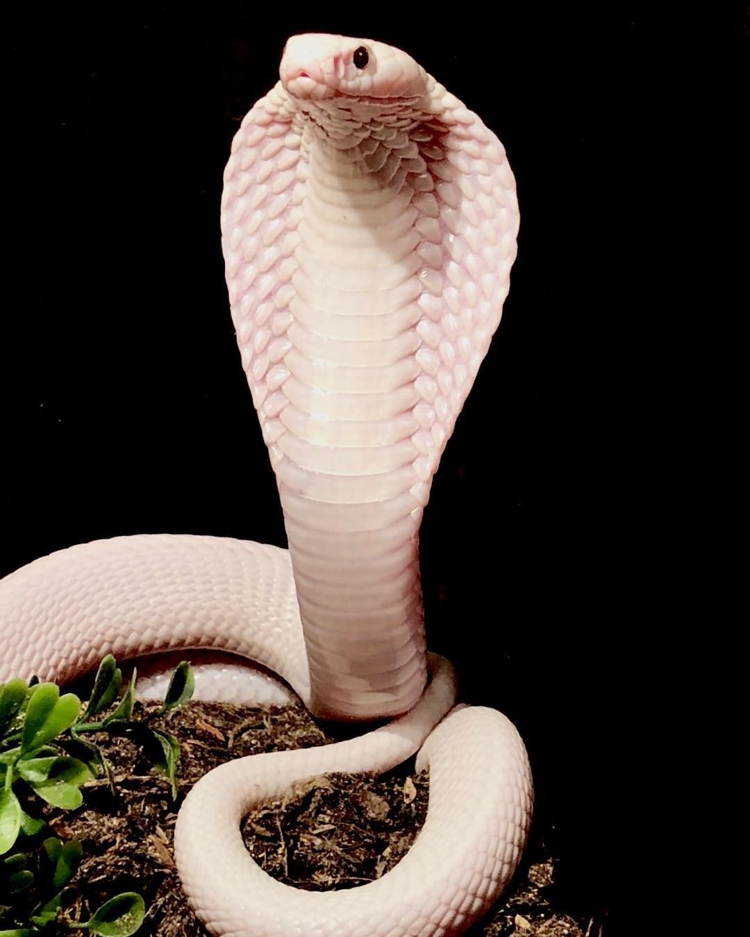 картинки белой змеи