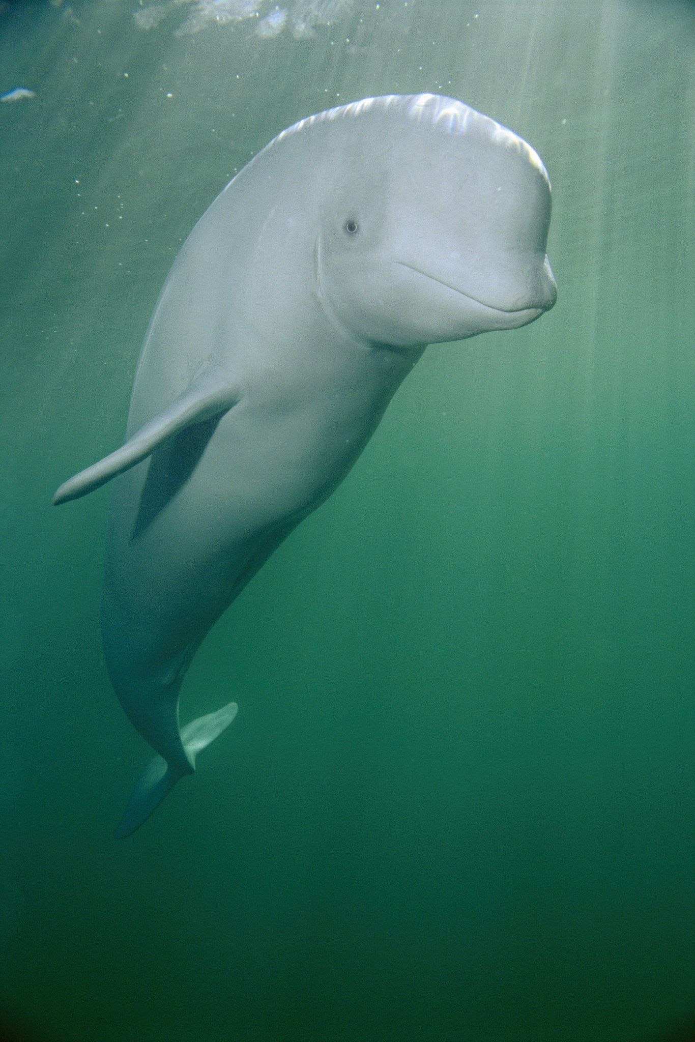 Лоб дельфина. Белый Дельфин Белуха. Белый кит Белуха. Афалина альбинос Дельфин.