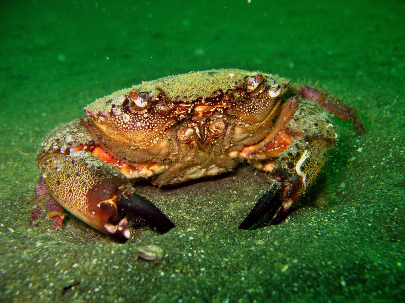 Крабы черного моря фото. Краб Краснобай Черноморский. Черноморский краб Тарпан. Травяной краб черного моря. Каменный краб черного моря.