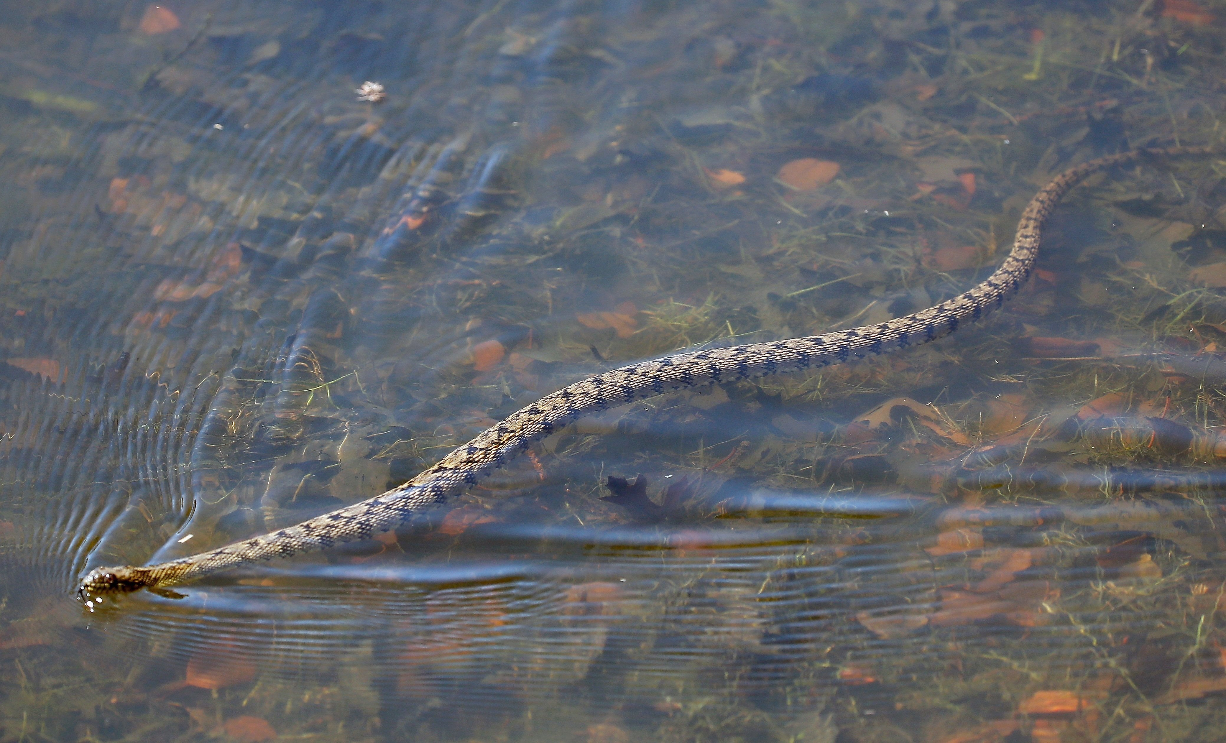 Много змей в воде. Водяной уж бычколов. Речная гадюка. Бычколов змея Азовское море. Змея гадюка Речная.