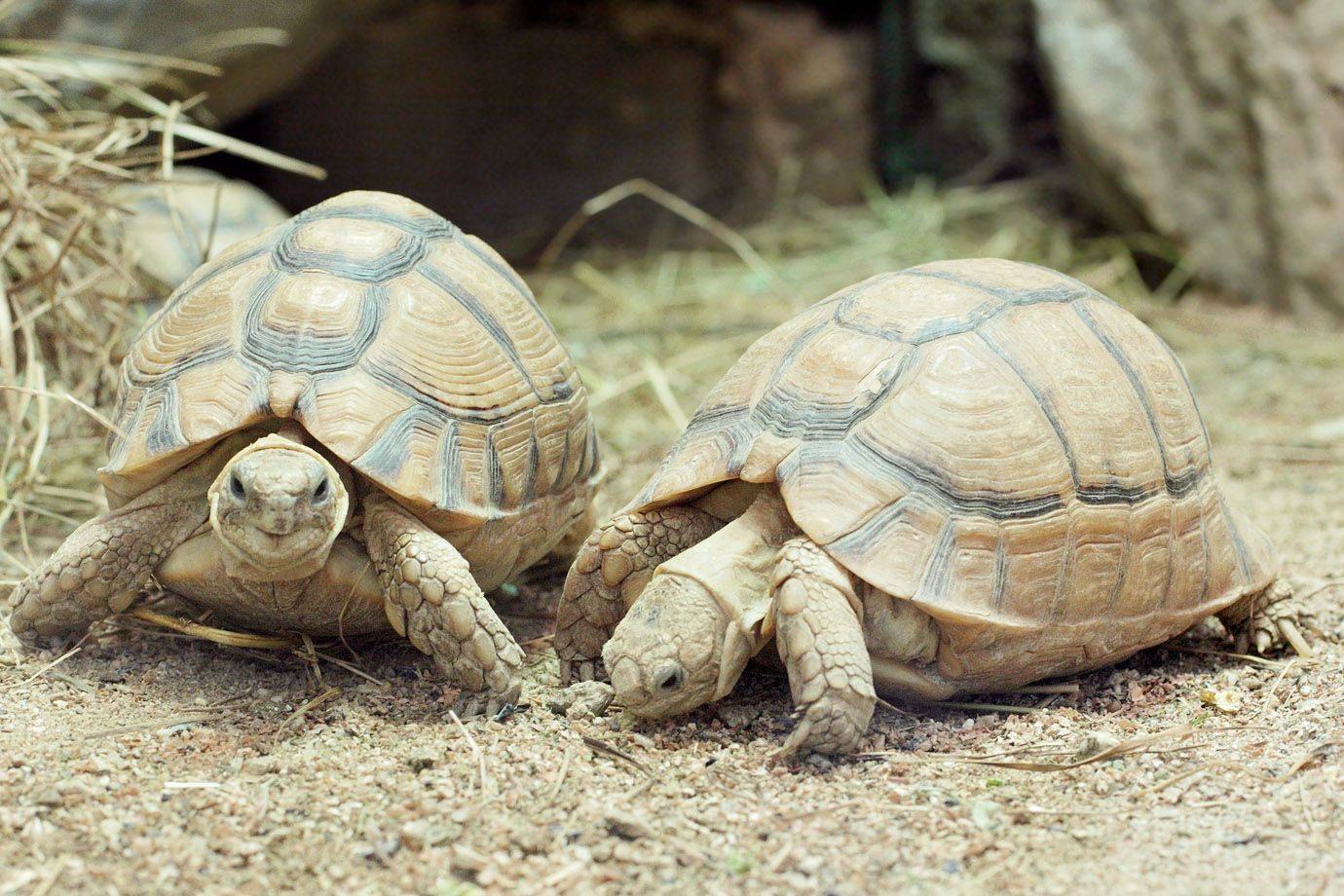 Черепахи весной. Египетская черепаха (Testudo kleinmanni). Среднеазиатская черепаха. Египетская сухопутная черепаха. Взрослая Среднеазиатская черепаха.