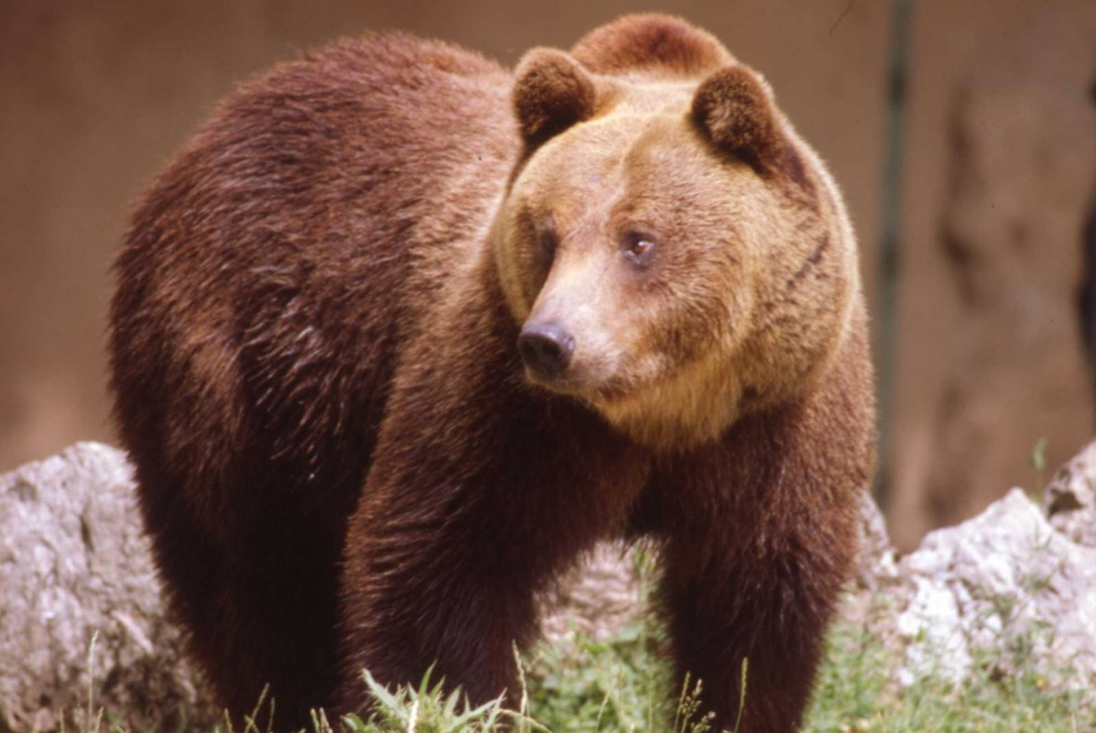 Апеннинский бурый медведь Ursus arctos marsicanus