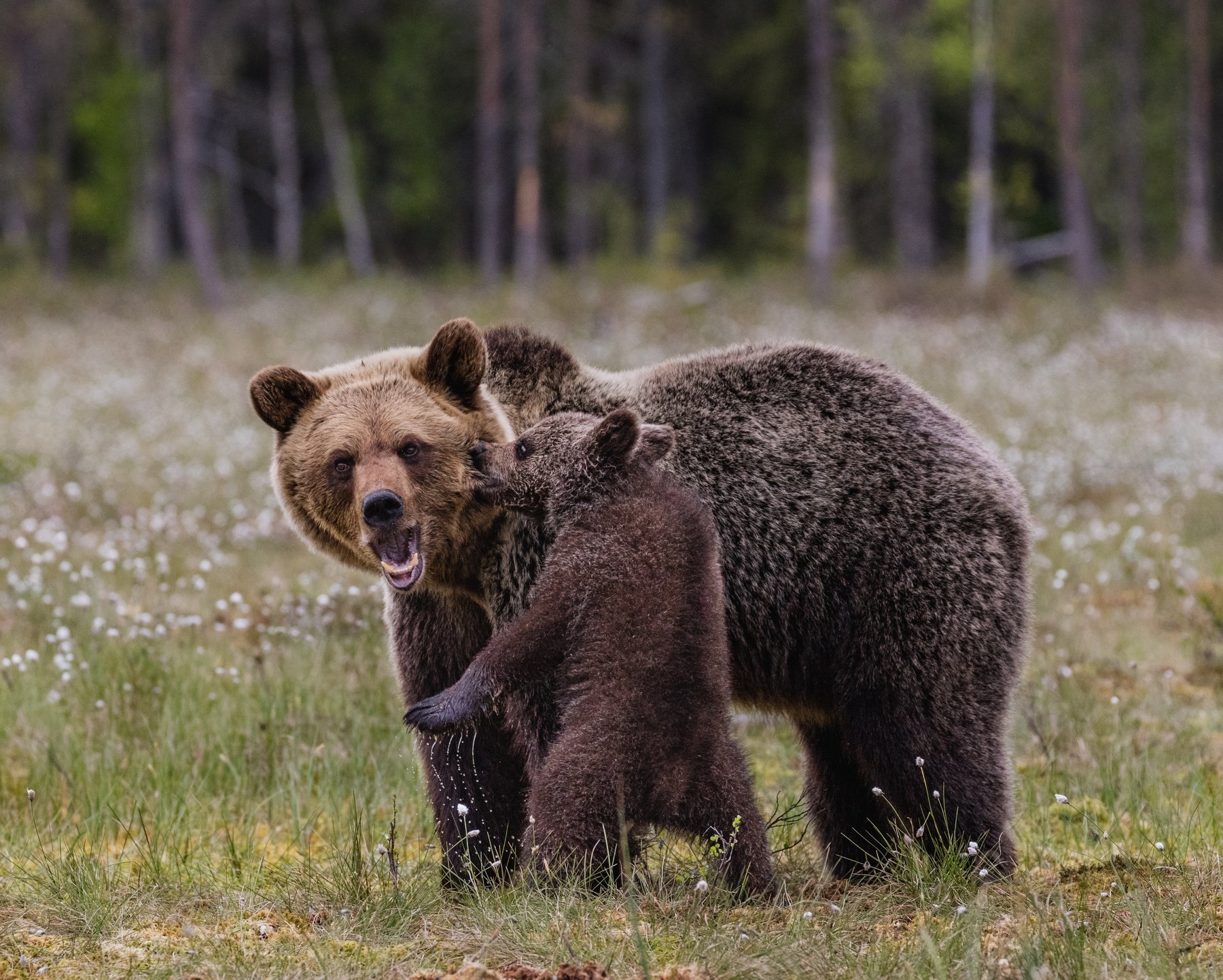 Бурый медведь фото картинки для детей