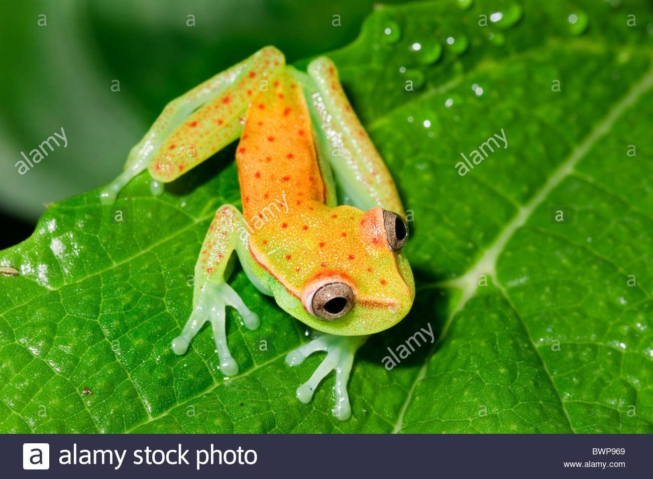 Tailed frog. Пегая квакша. Шпорцевая квакша. Лягушка квакша. Лягушка красноглазая квакша.