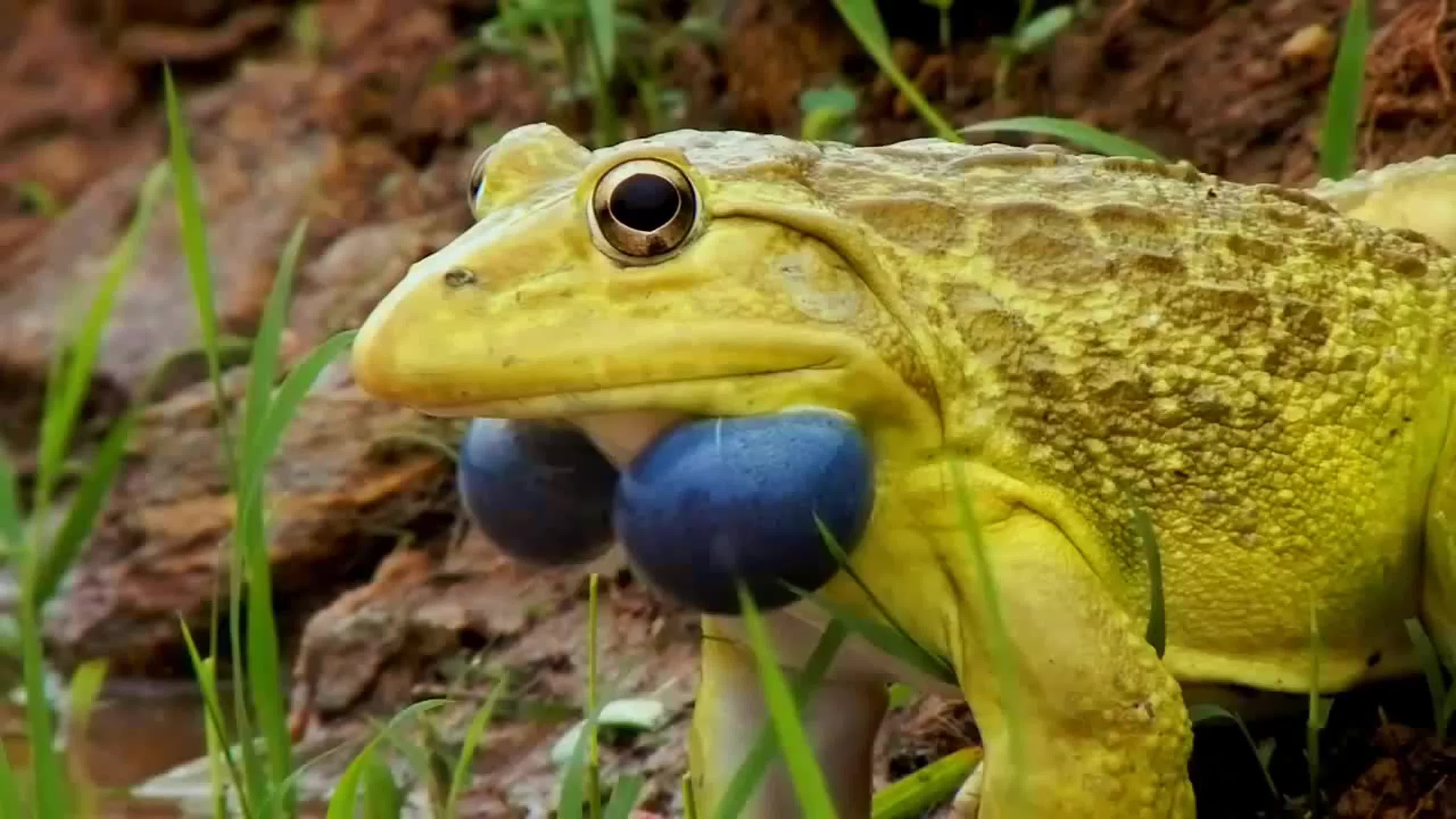 Большая жаба. Тигровая лягушка Hoplobatrachus tigerinus. Лягушка бык головастики. КЕРАЛЬСКАЯ жаба. Индийская лягушка-бык.