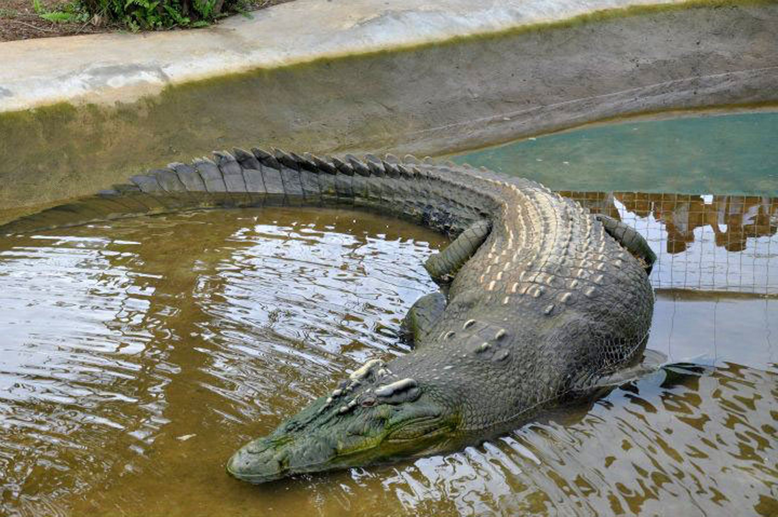 Самый большой аллигатор. Гигантский гребнистый крокодил. Гребнистый крокодил Лолонг. Гигантский Нильский крокодил.