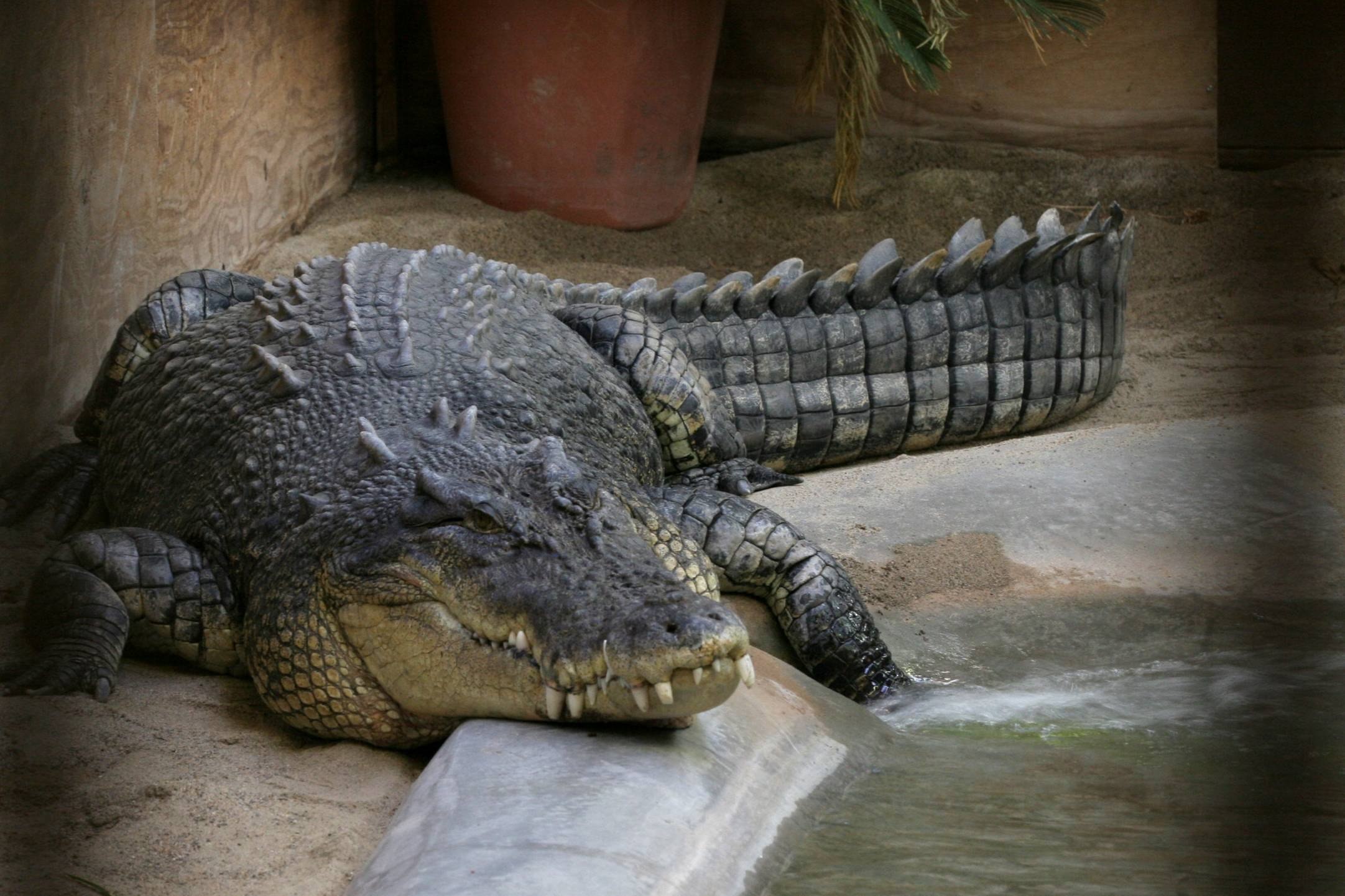 Самый большой аллигатор. Гигантский гребнистый крокодил. Гребнистый крокодил Лолонг. Гребнистый крокодил Кассиус. Остров Рамри крокодиловая бойня.
