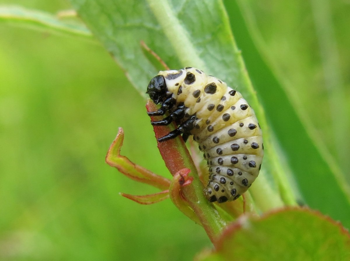 Личинка жука листоеда