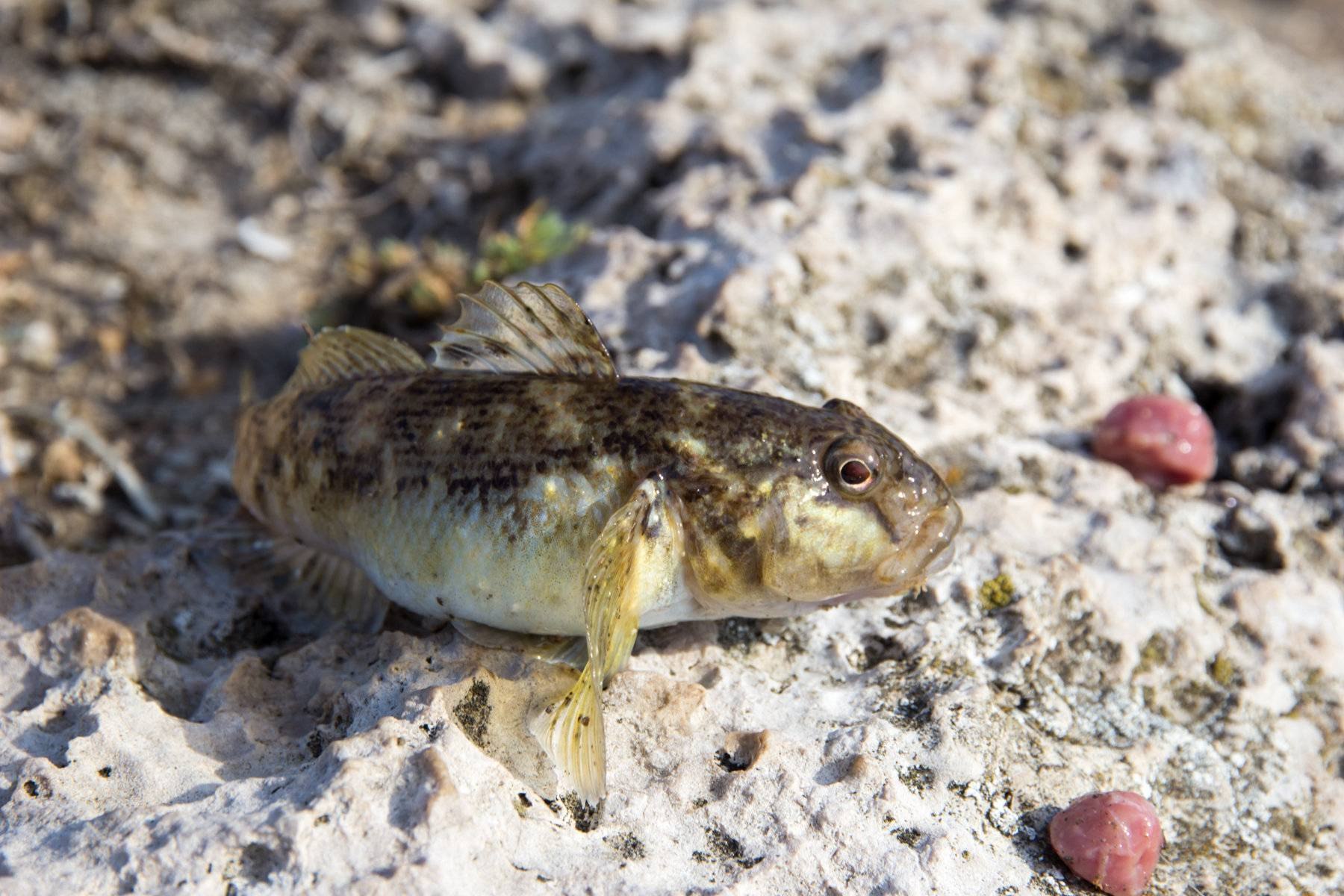 Бычок. Бычок рыба Черноморский. Бычок-песочник Neogobius fluviatilis. Бычок ГОЛОВАЧ. Морской бычок подкаменщик.