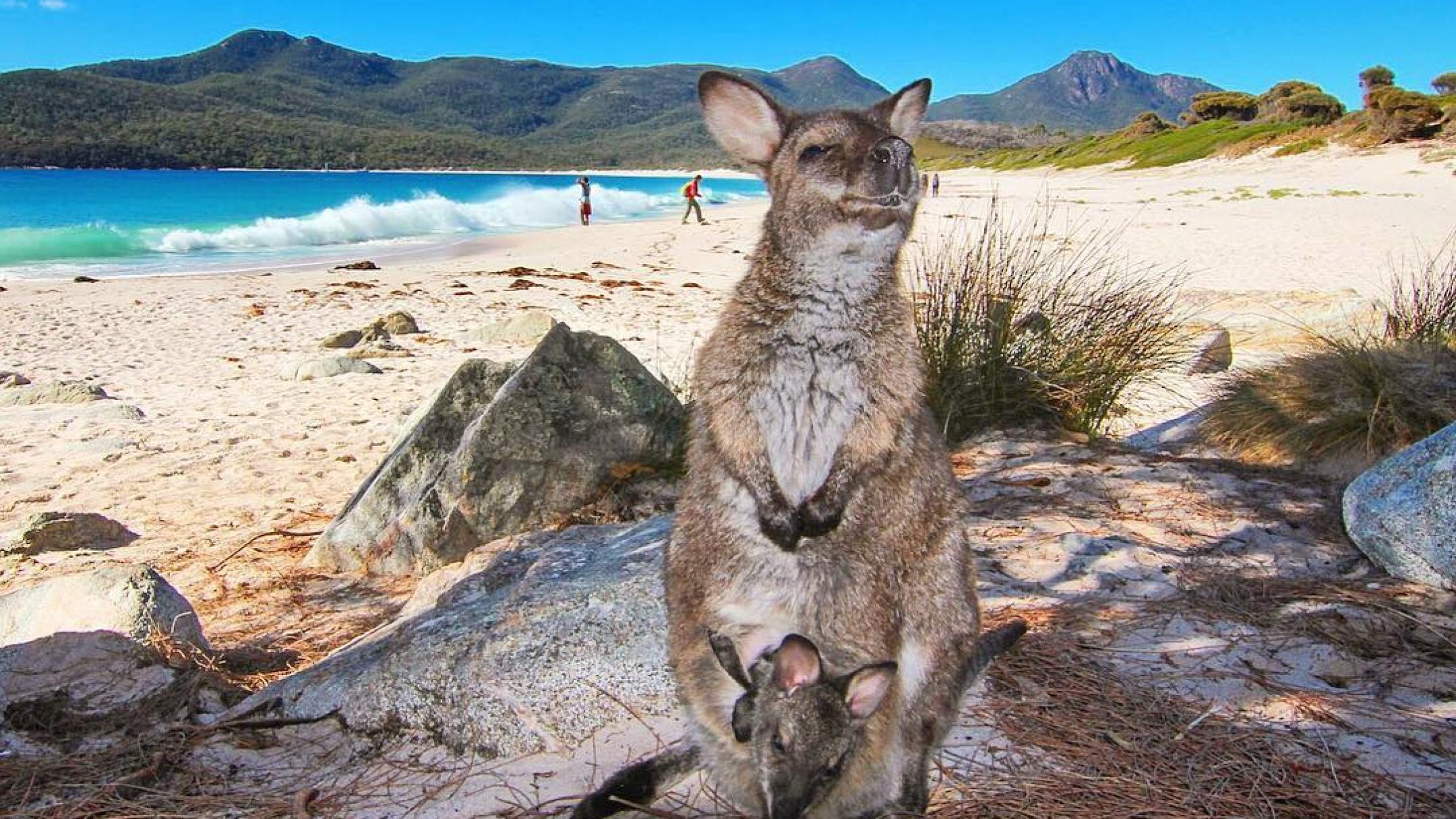 Австралия объекты живой. Остров кенгуру в Австралии. Тасмания кенгуру. Остров кенгуру (залив сент-Винсент). Остров Тасмания Австралия.