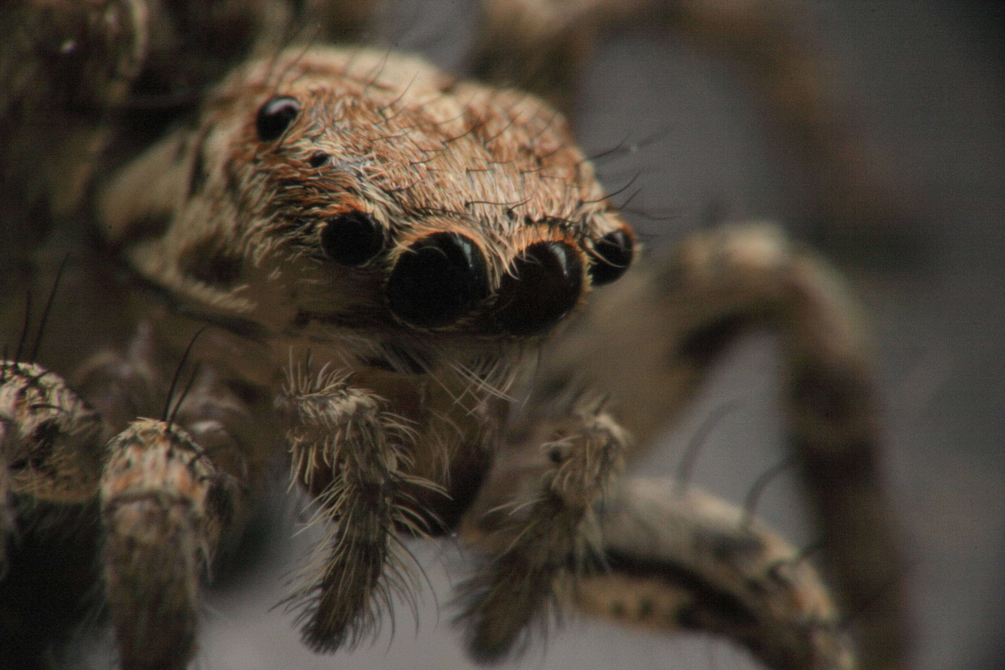 У пауков прикрепленный образ жизни. Паук Тарантул глаза. Членистоногие пауки насекомые. Паук скакунчик глаза. Паук Aranea Diadema.