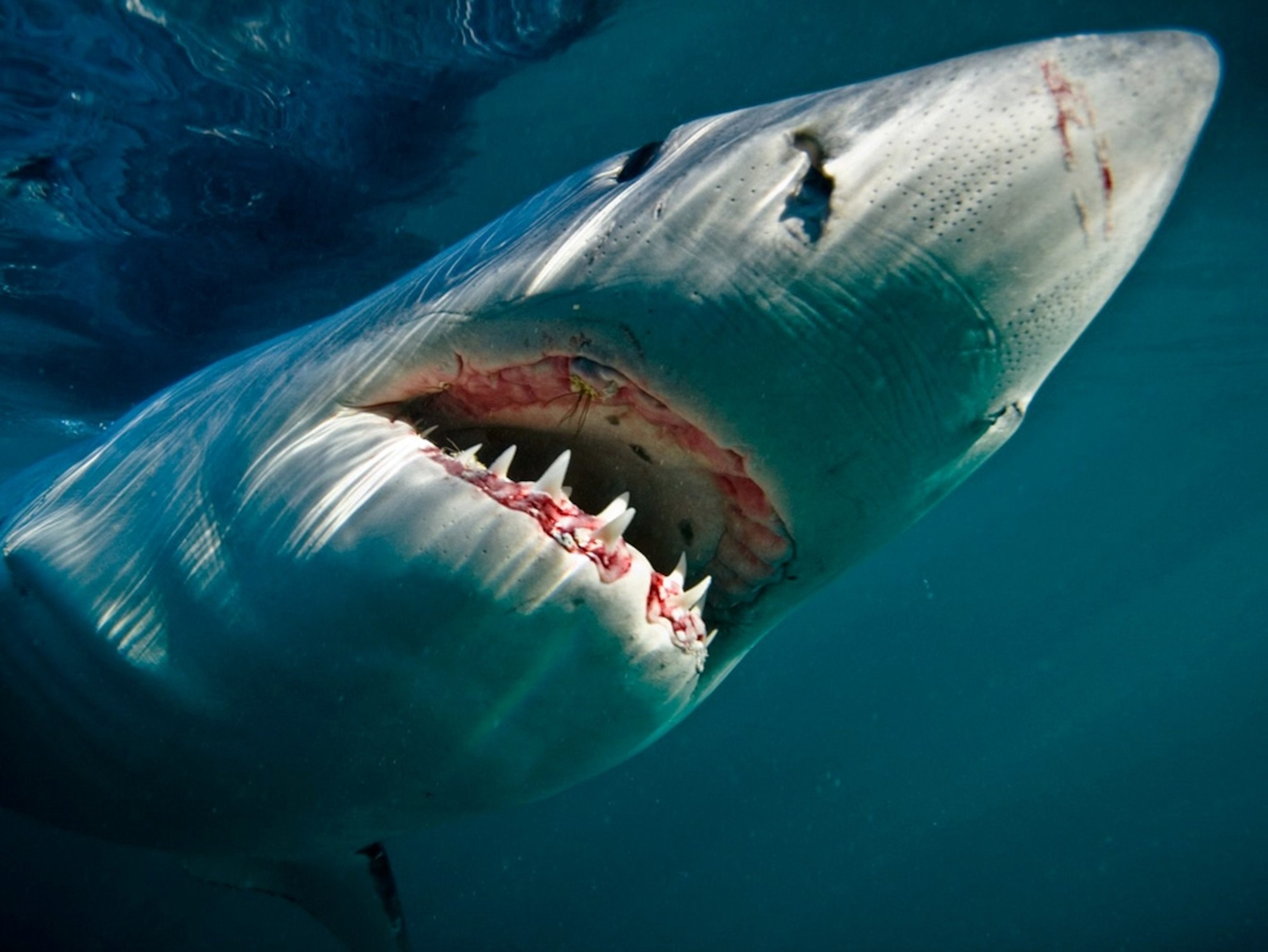 Самая опасная фотка. Чернорылая акула. Большая белая акула National Geographic. Большая белая акула 6 метров.