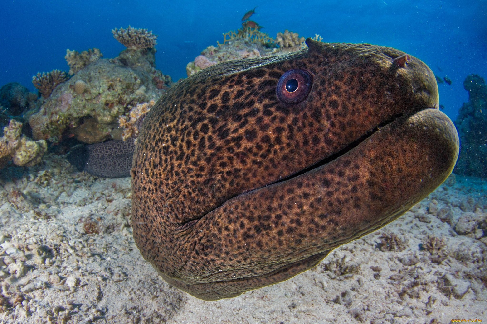 Гигантская мурена Gymnothorax