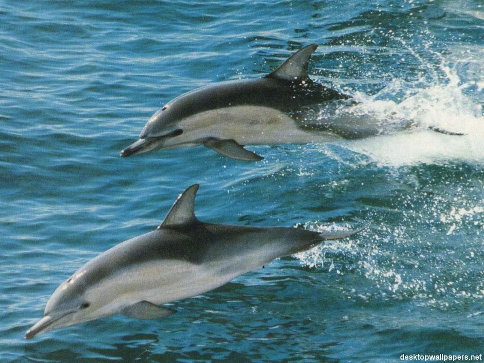 Дельфин живет в воде. Дельфин белобочка. Дельфин-белобочка зубы. Дельфины фото хорошего качества. Дельфин в черном море.