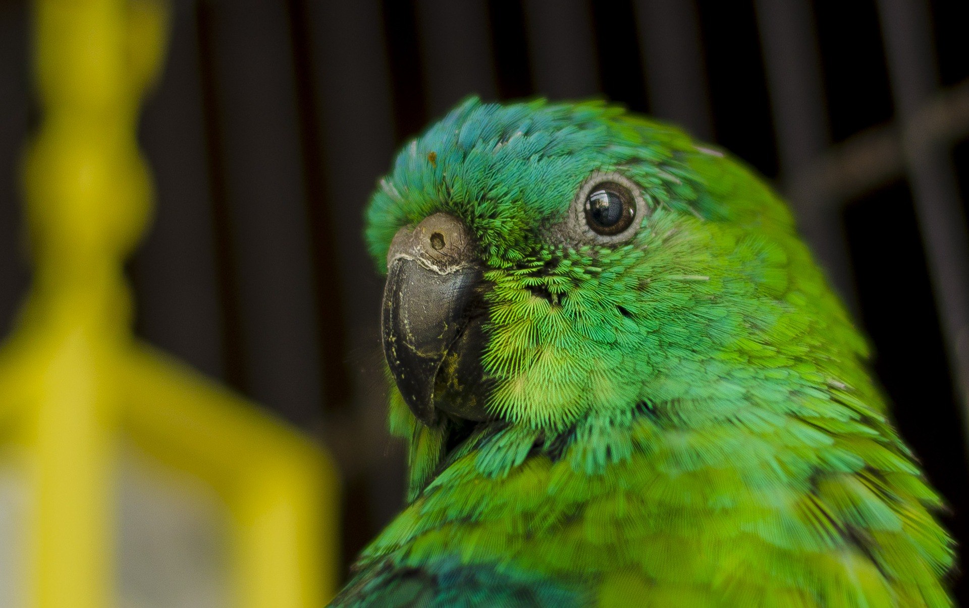 I ve parrot. Красноспинный певчий попугай. Зеленый попугай. Большой зеленый попугай. Попугай зеленого цвета.