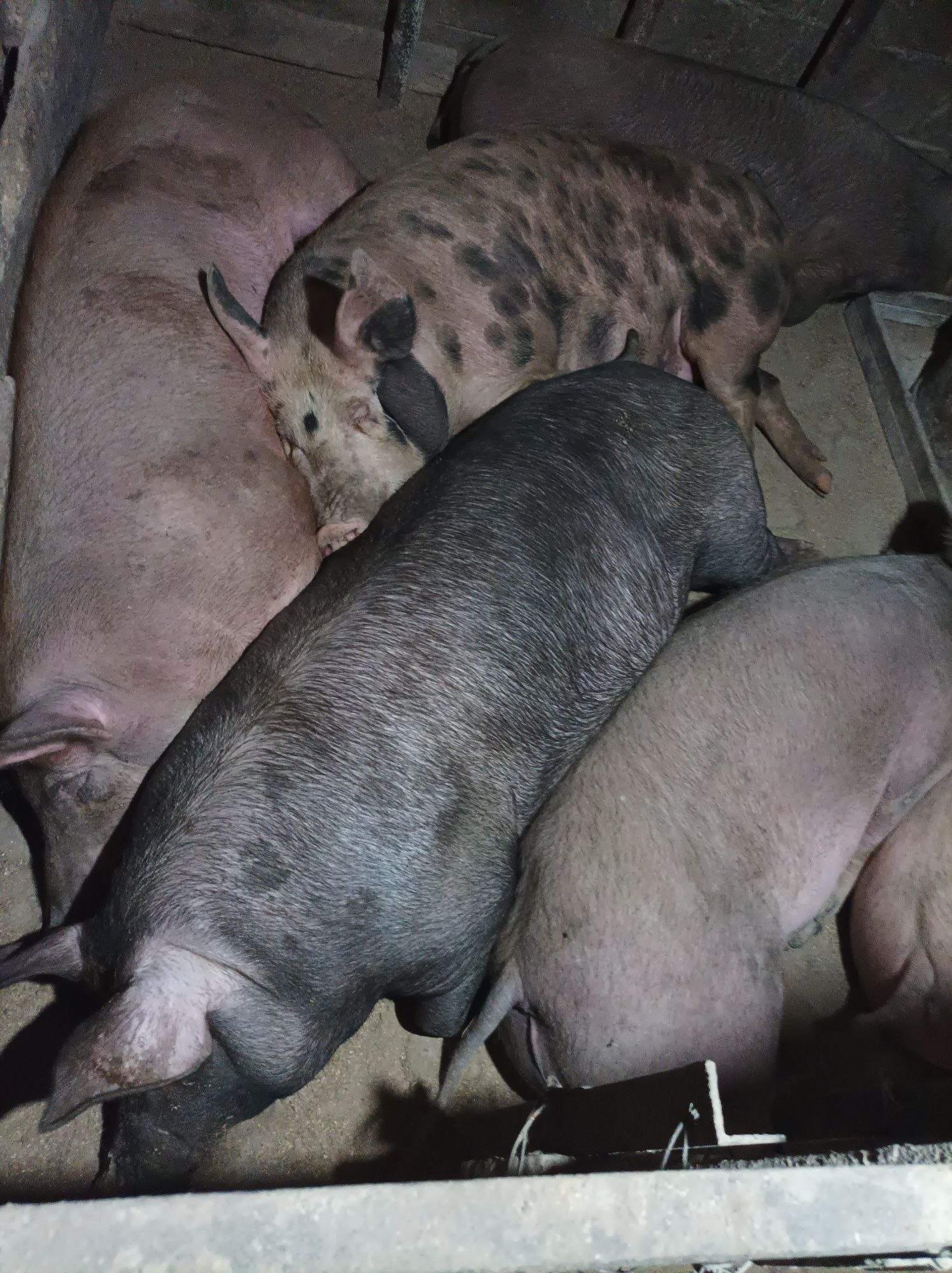 Свинья живым весом цена. Ланкаширские свиньи. Свиньи породы Петрен 6 месяцев. Животные Макеевки.