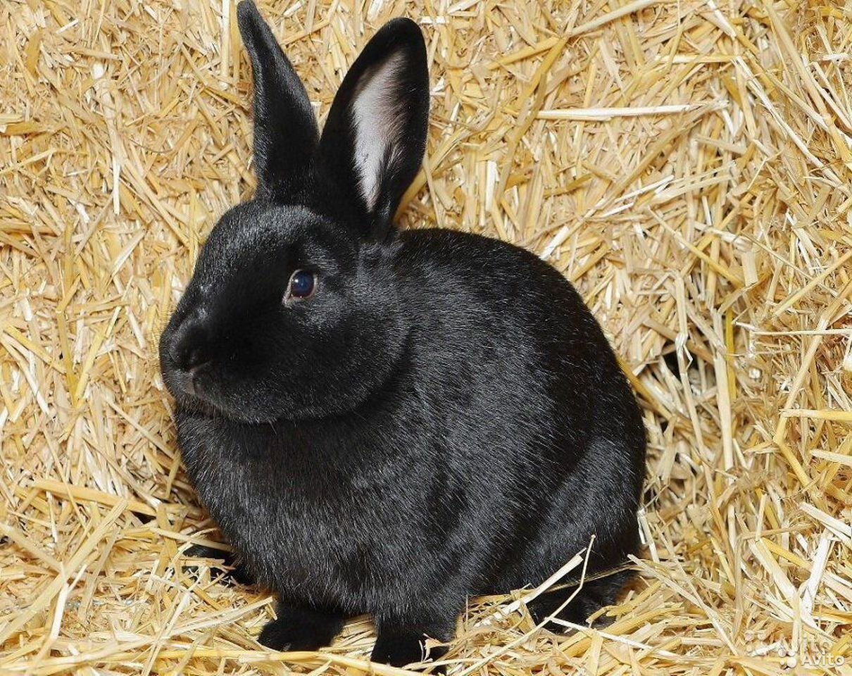 Черная распространенная порода. Кролики породы Аляска. Породы кроликов Аляска черные. Аляска чёрный кролик. Кролик породы рекс.