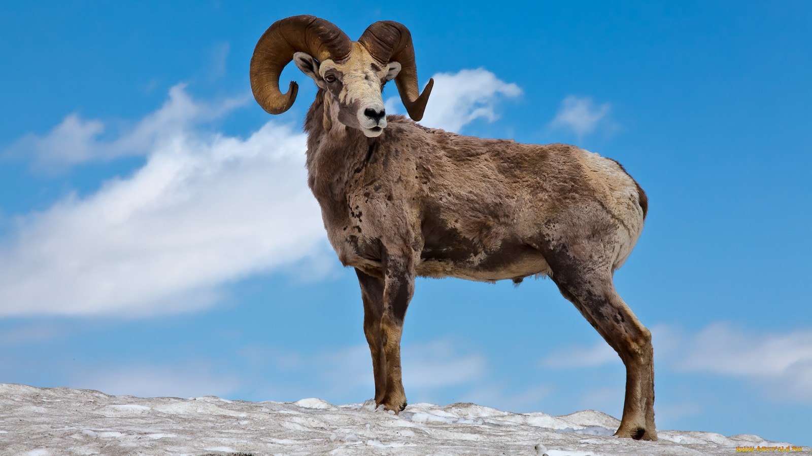 Bighorn Sheep